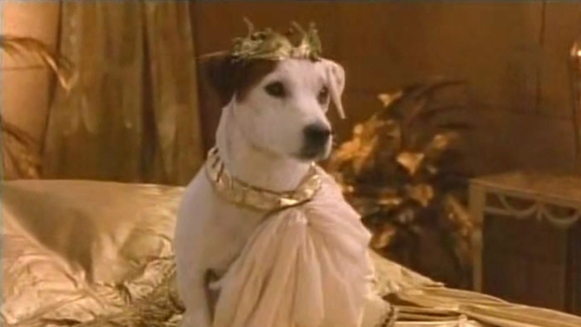Wishbone background