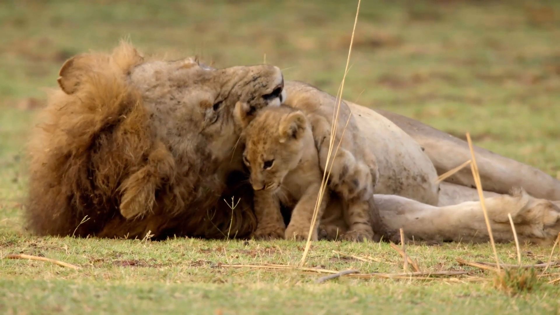 Africa's Hunters background