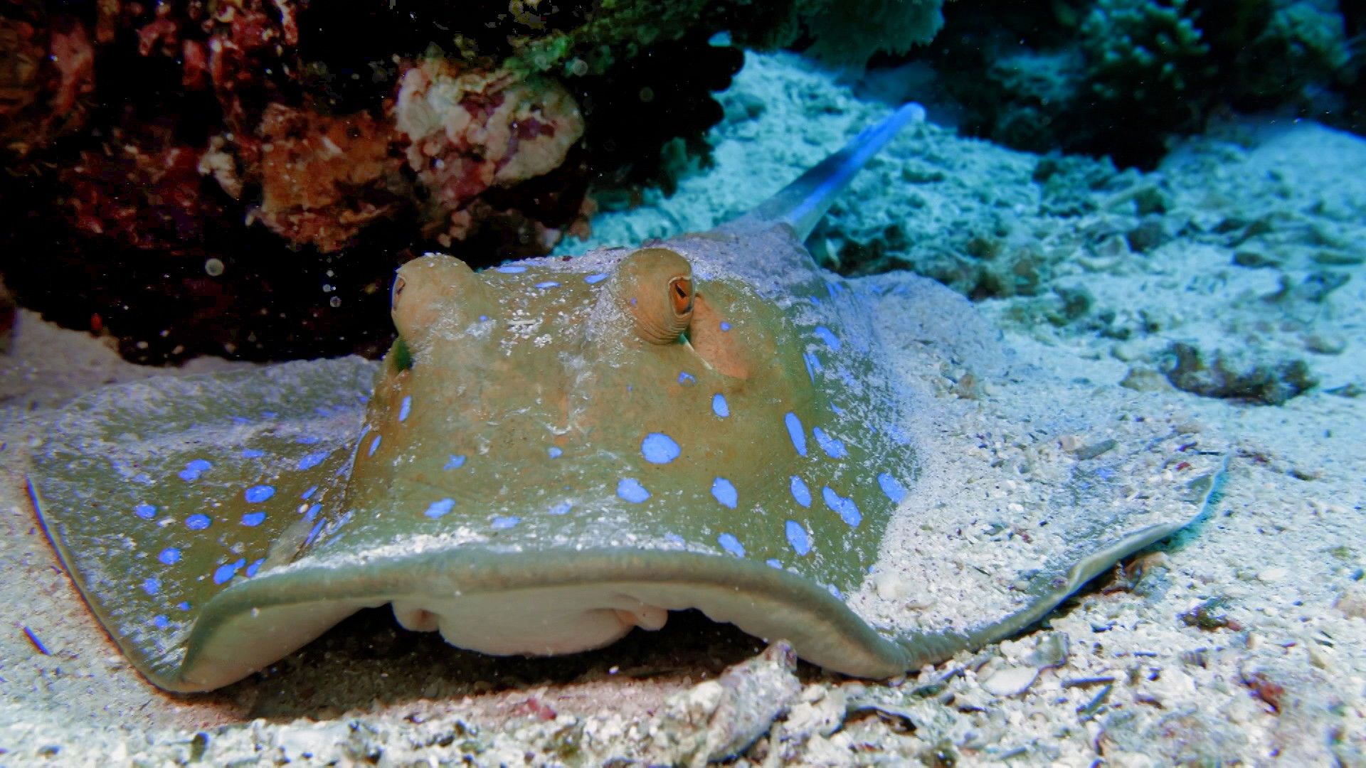 Reef School background