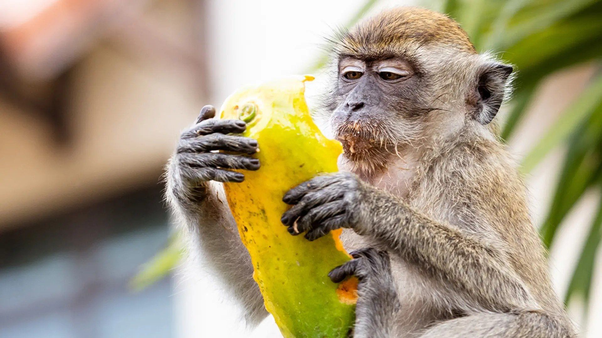 Macaque Island background