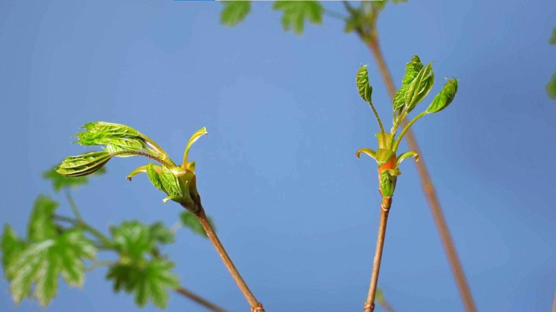 Die Sendung mit dem Elefanten background
