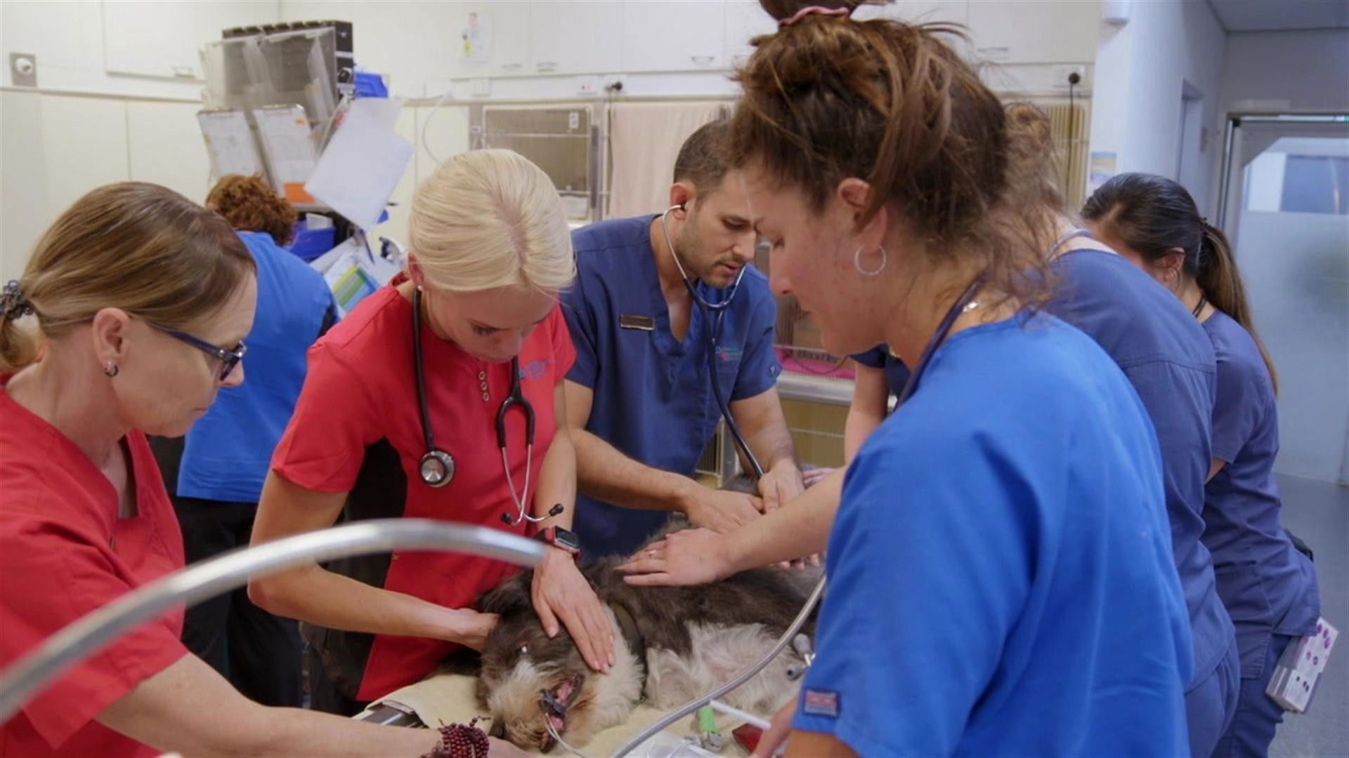 Bondi Vet: Coast to Coast background