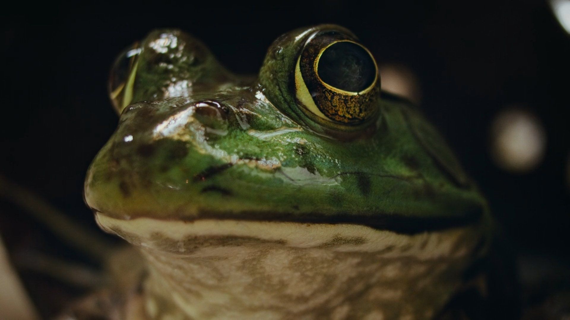 Nightmares of Nature background