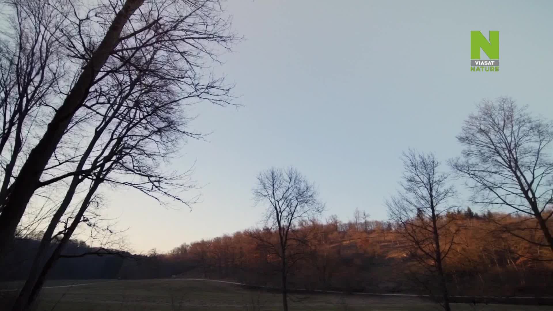 Ice Age: A Frozen World background