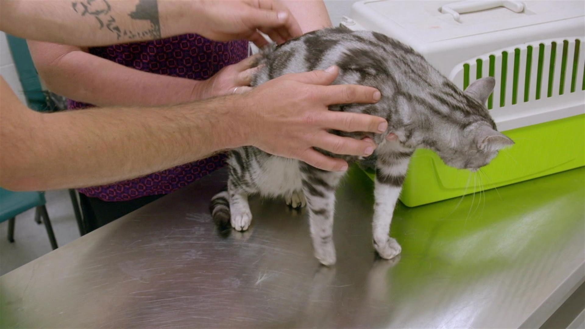 Bondi Vet: Coast to Coast background