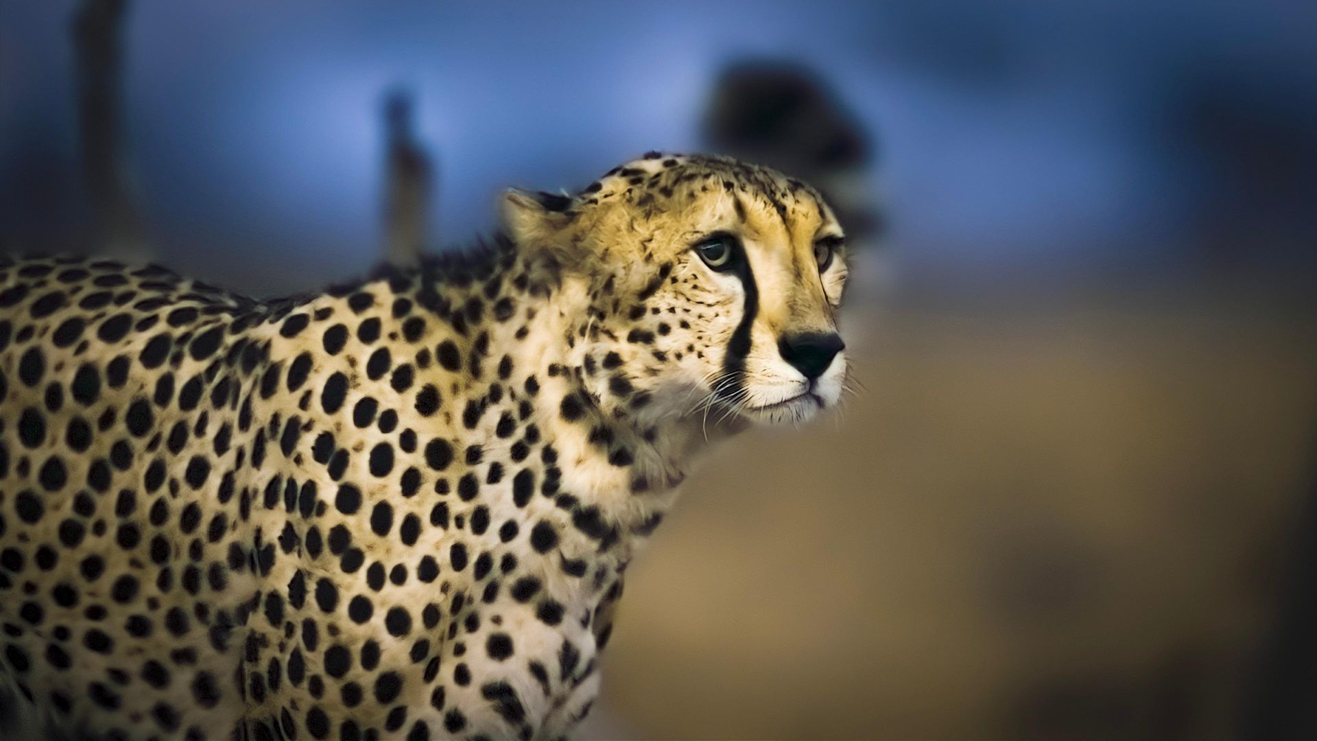 Earth at Night in Color background