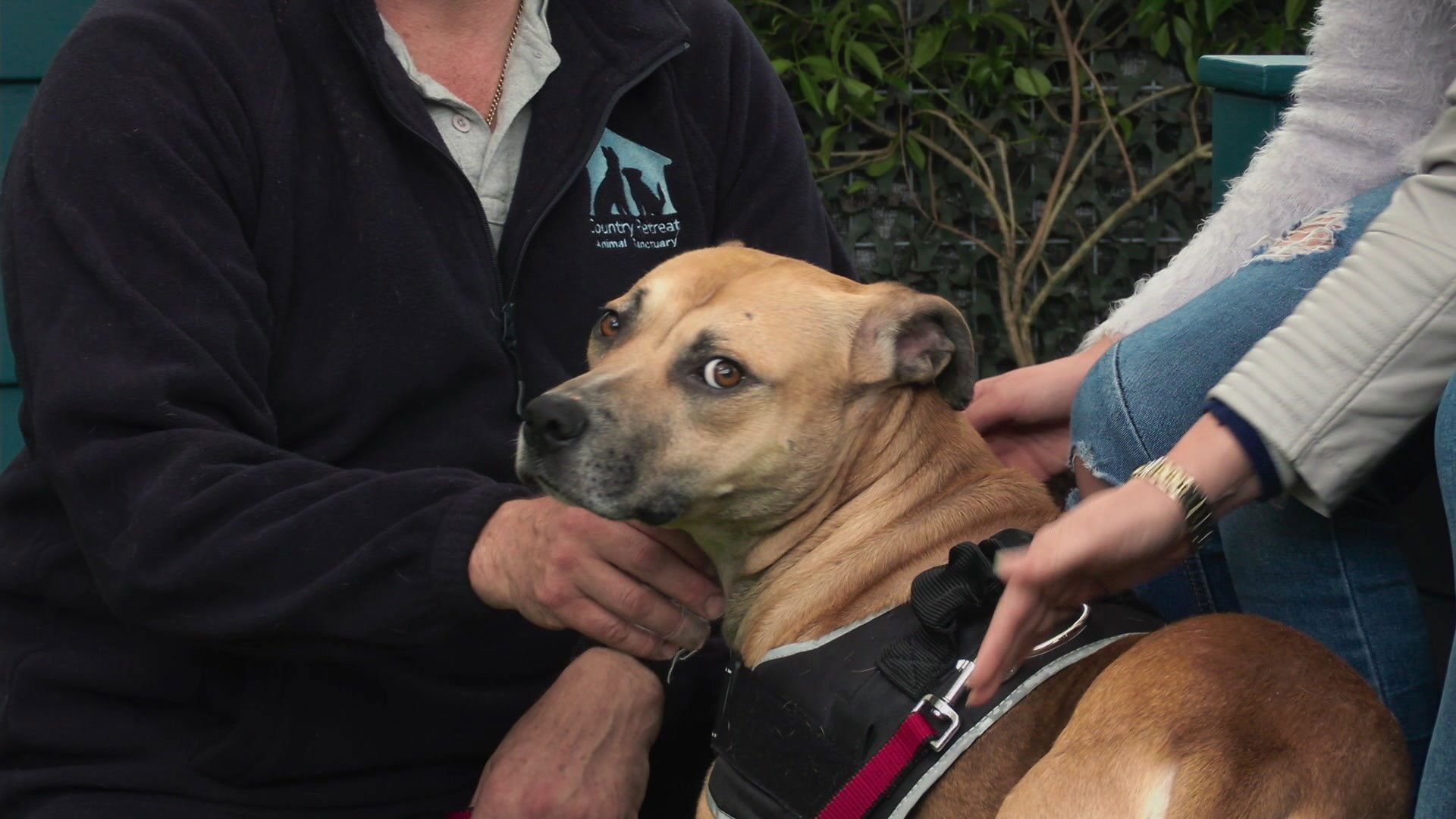 The Dog House New Zealand background