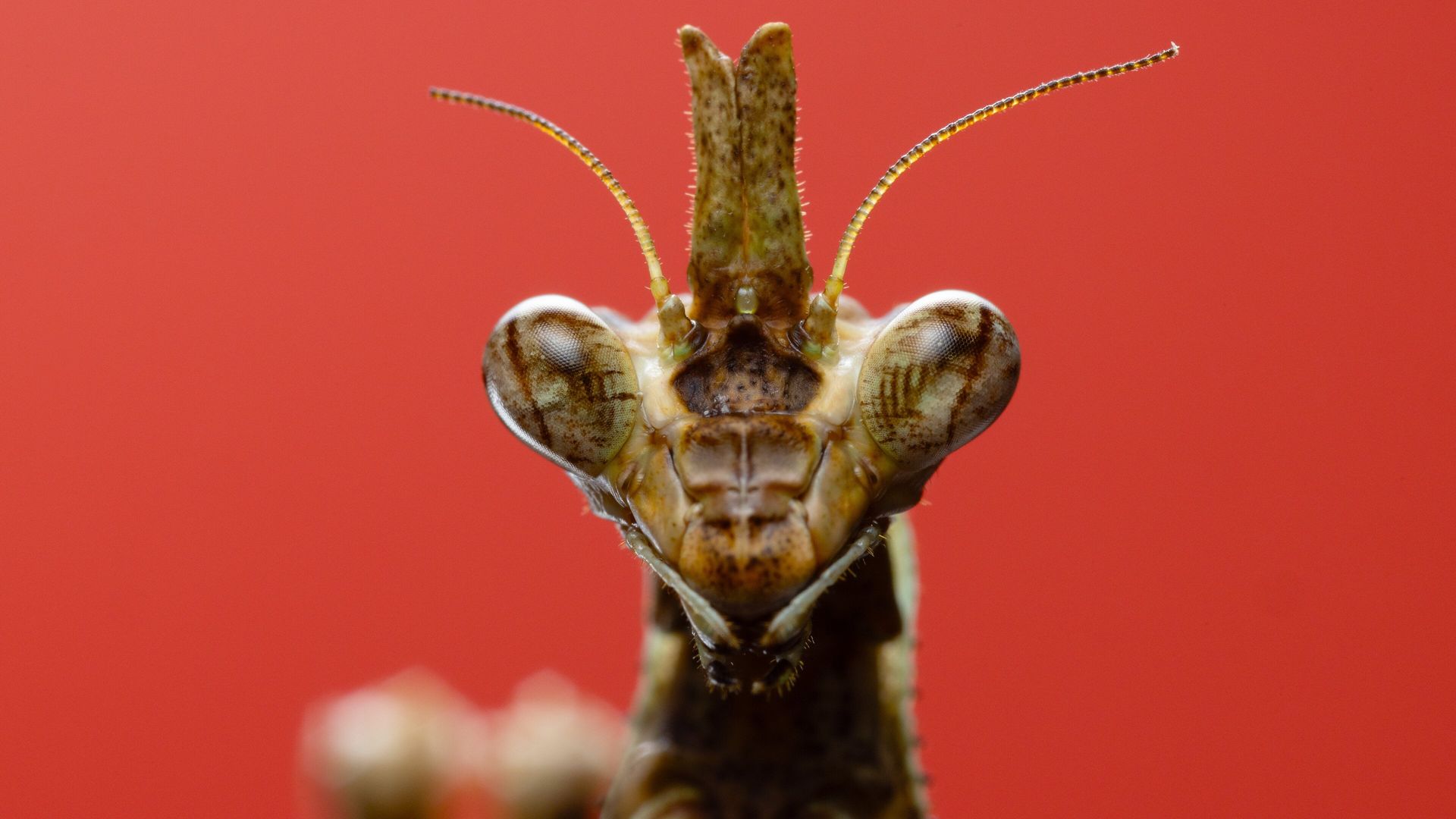 A Real Bug's Life background