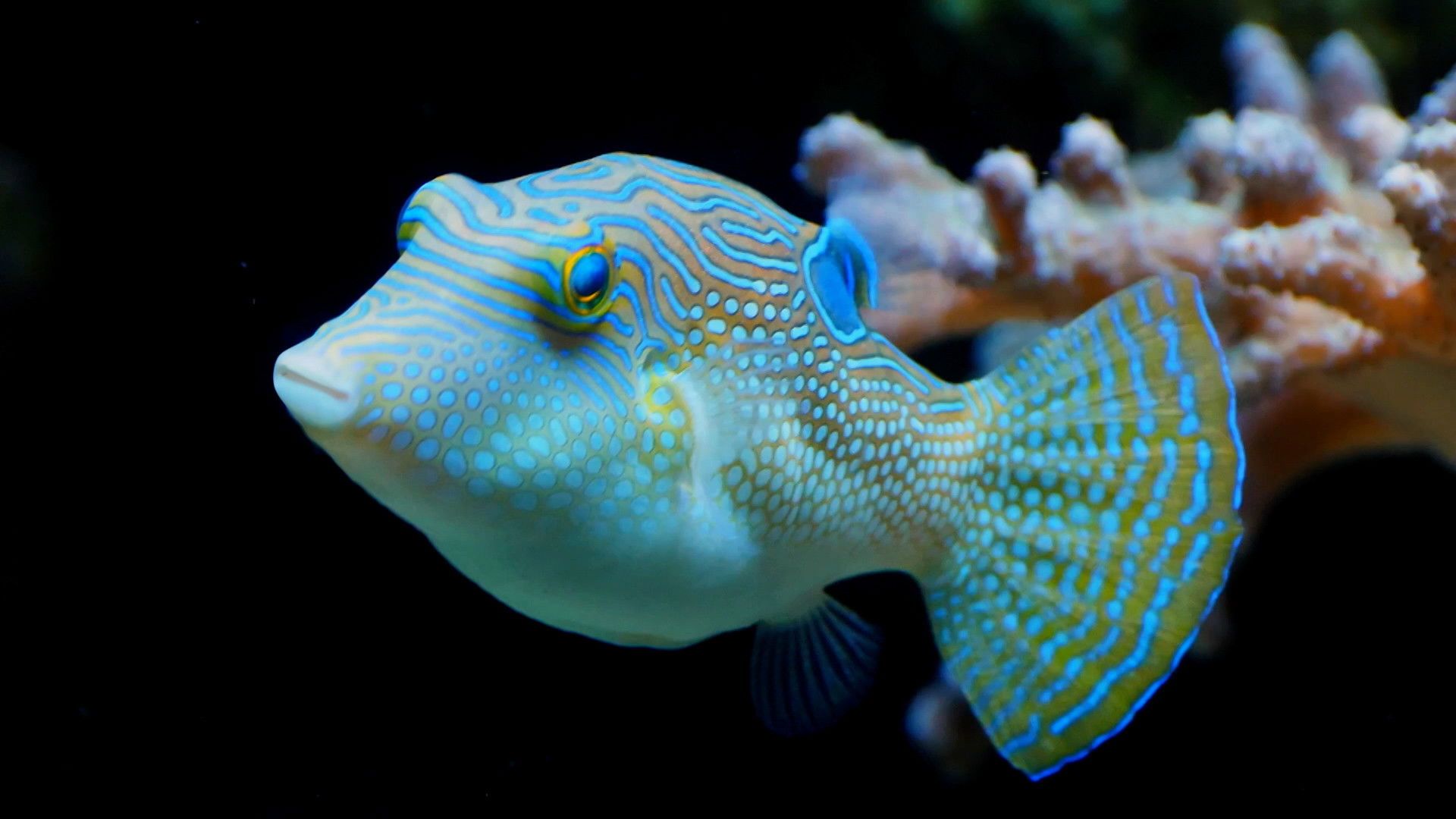 Reef School background