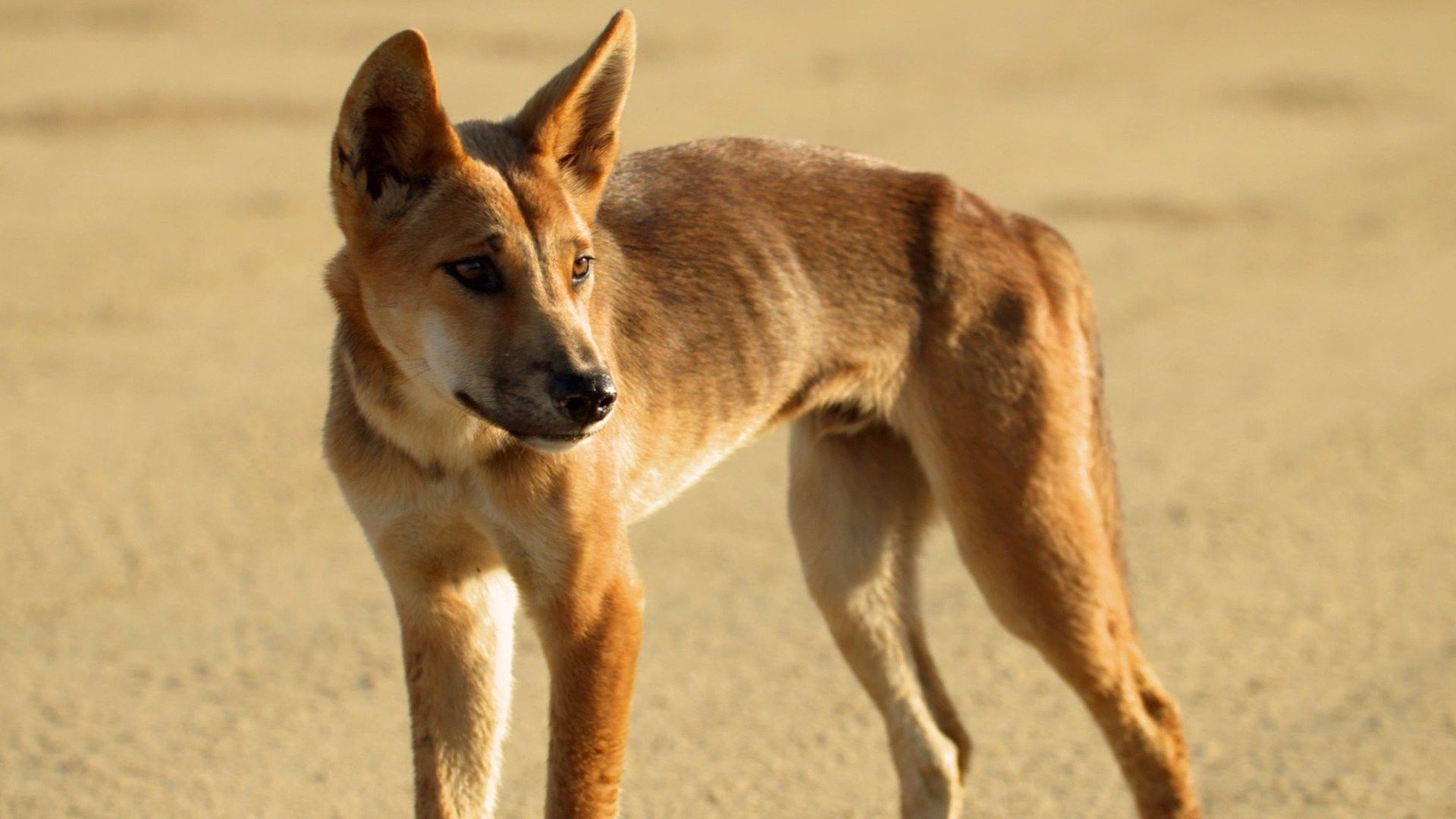 The Living Beach background