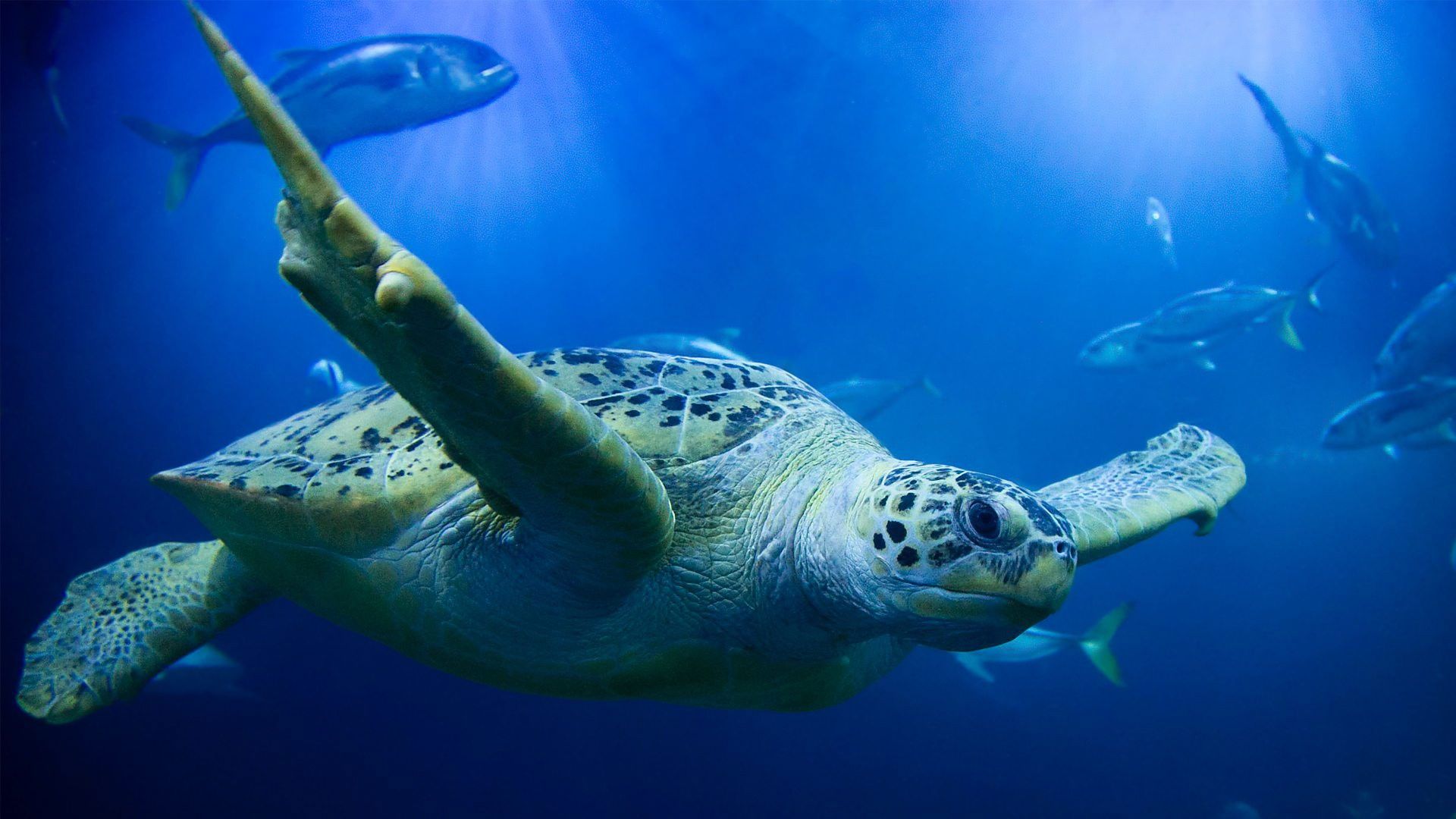 Secrets of the Aquarium background