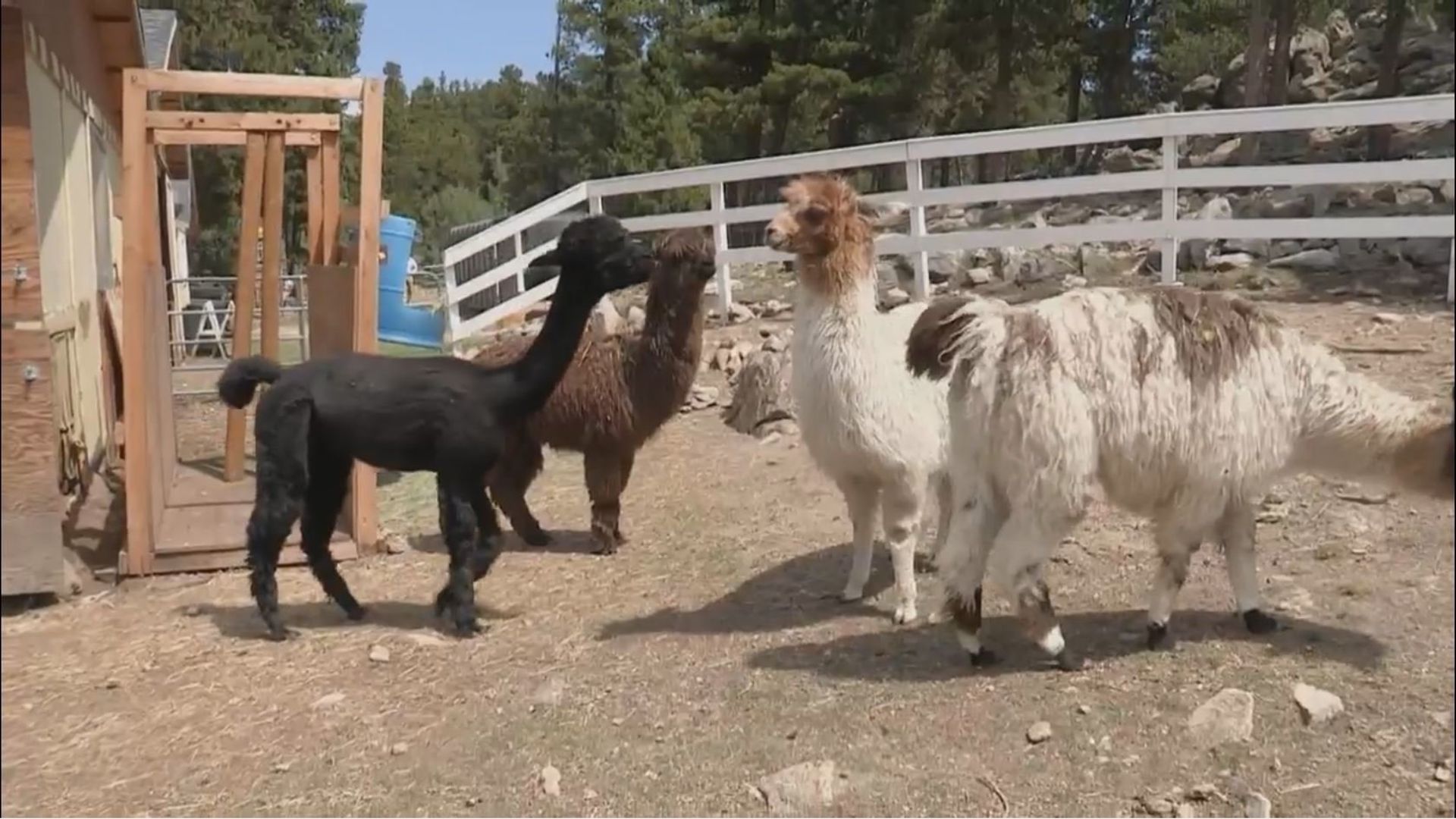 Apocalypse 101 background