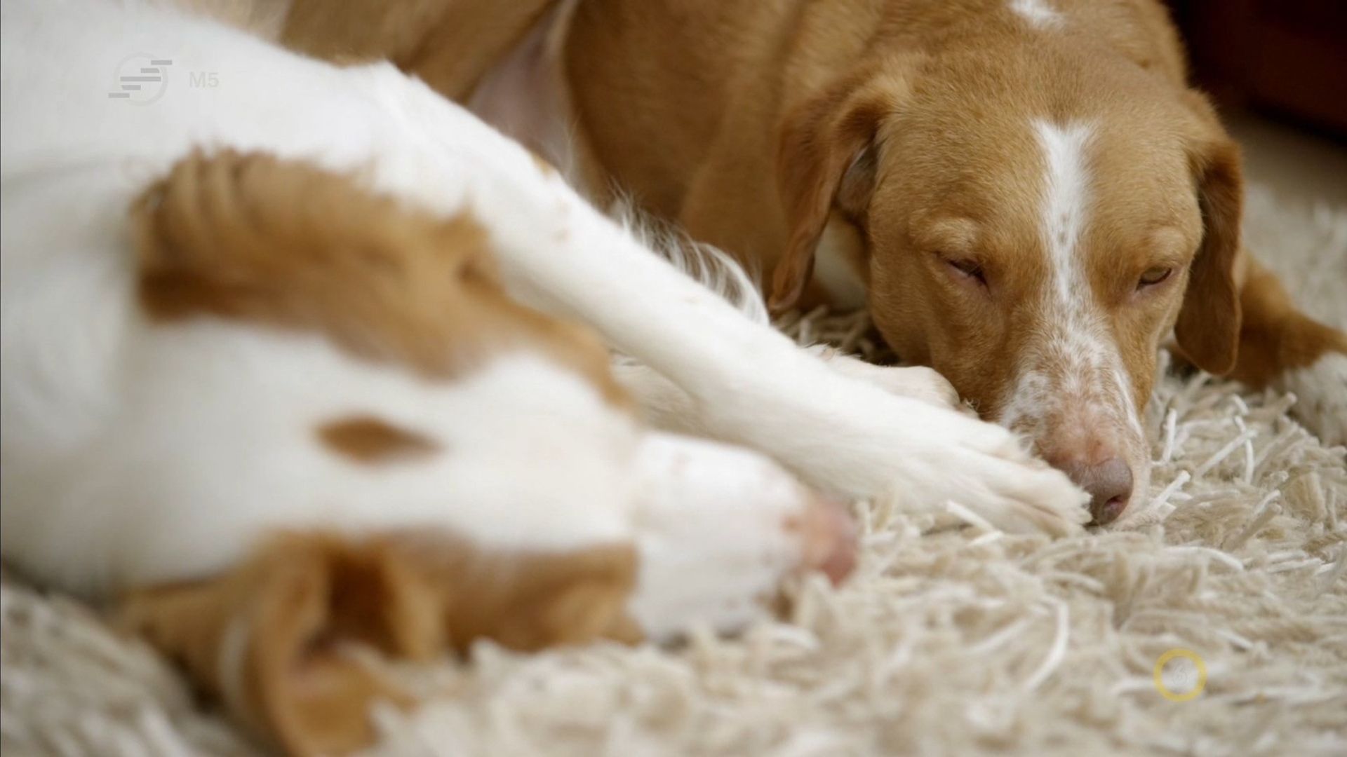 Secret Life of Dogs background