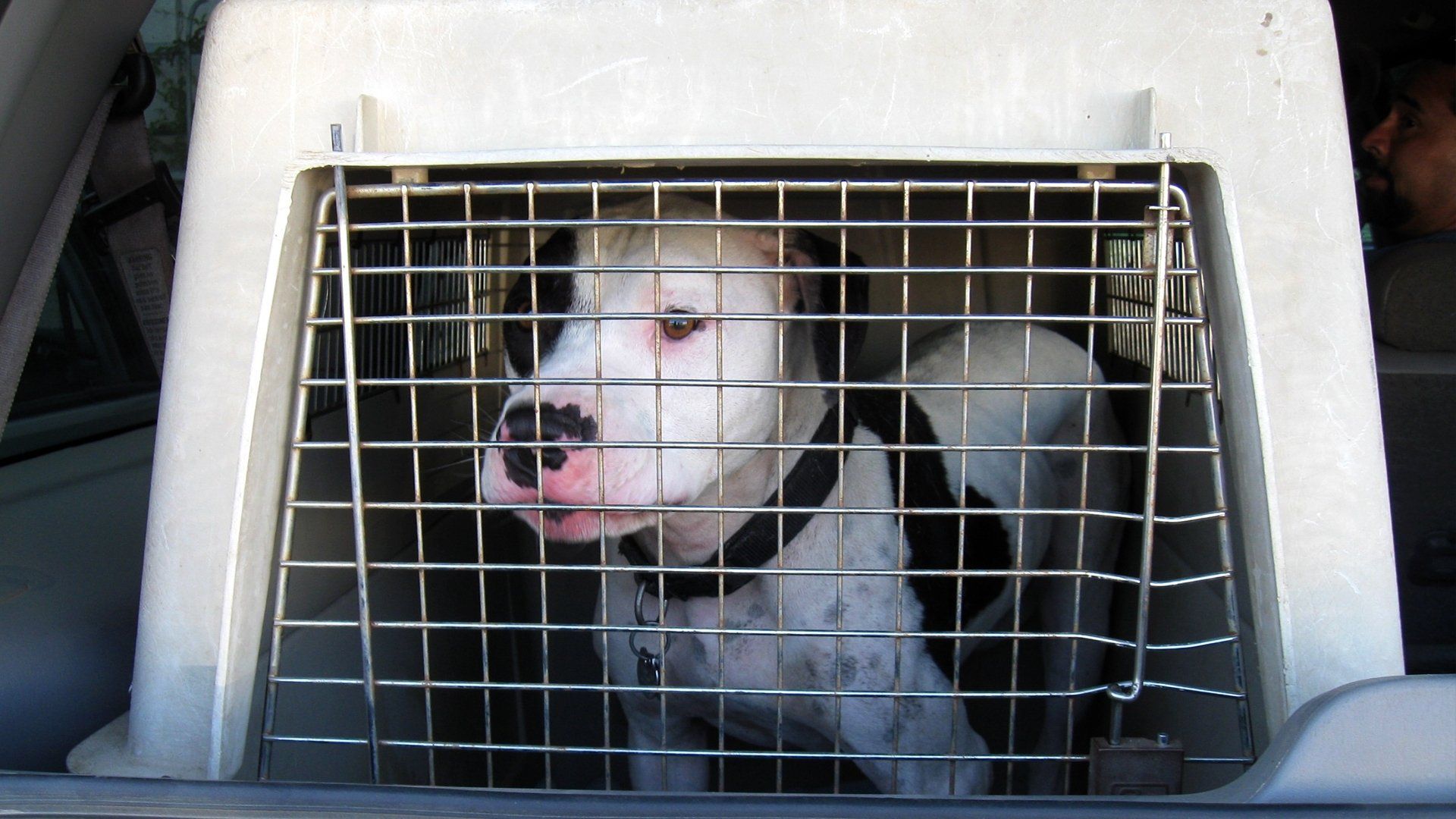 Pit Bulls and Parolees background