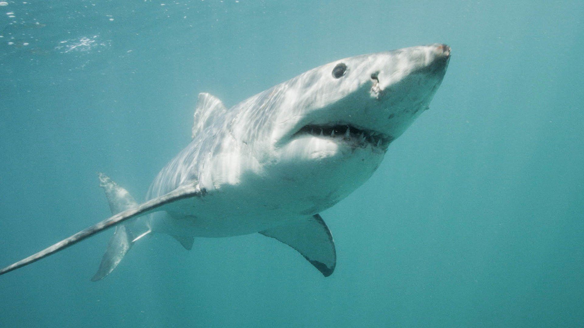 Shark Attack Files background