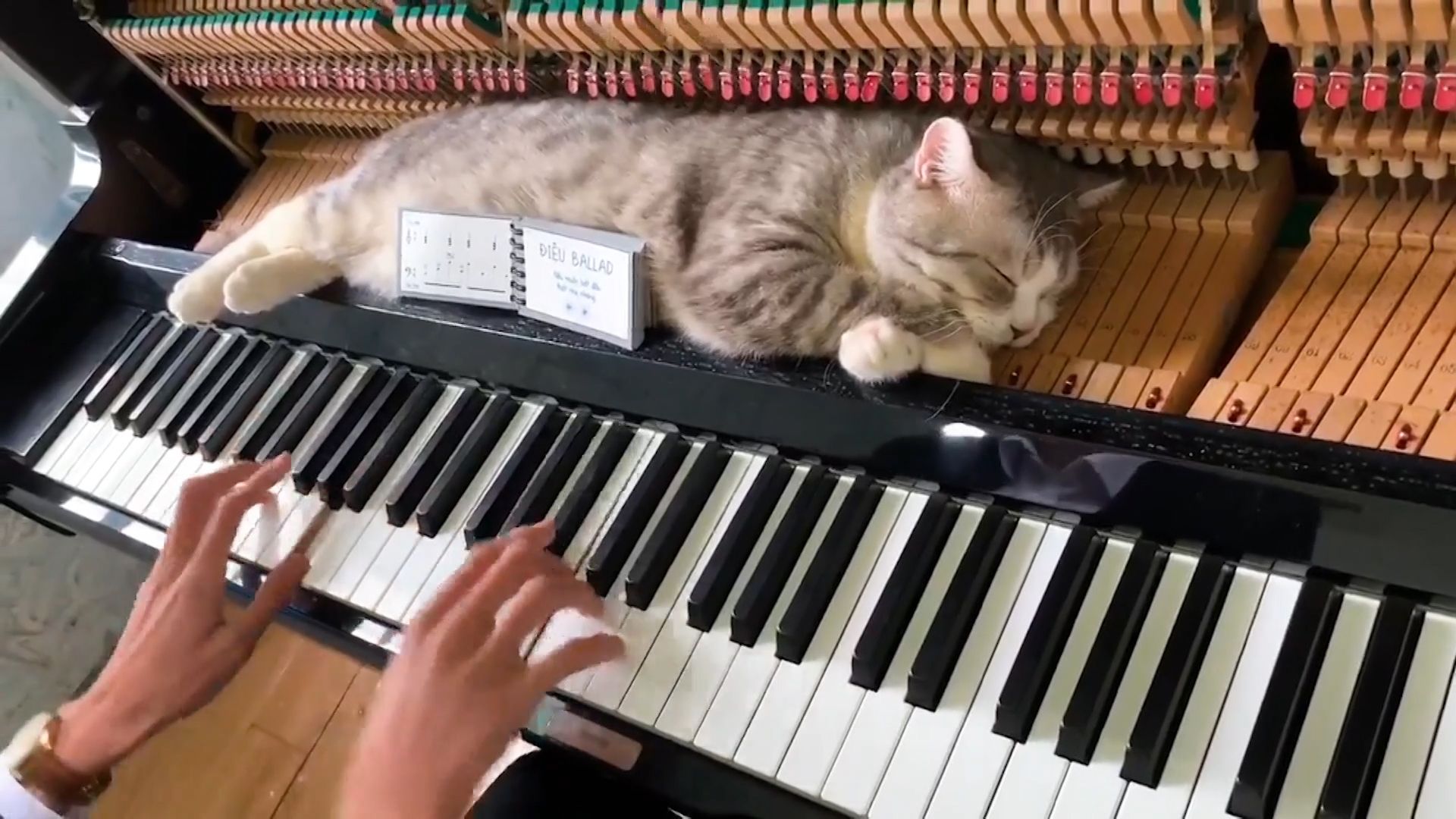 The World's Funniest Animals background