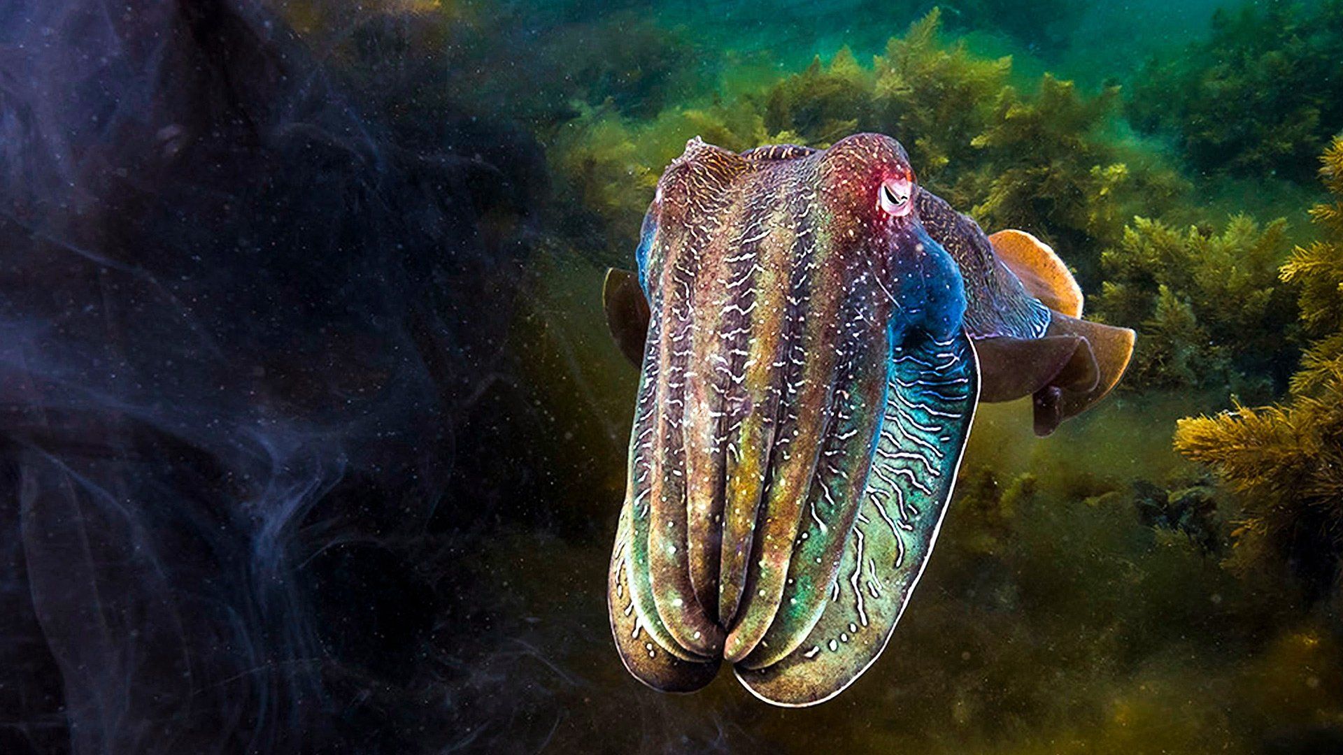 Blue Planet II background