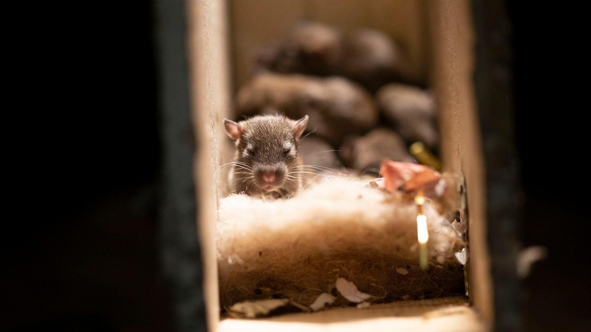 Cities: Nature's New Wild background