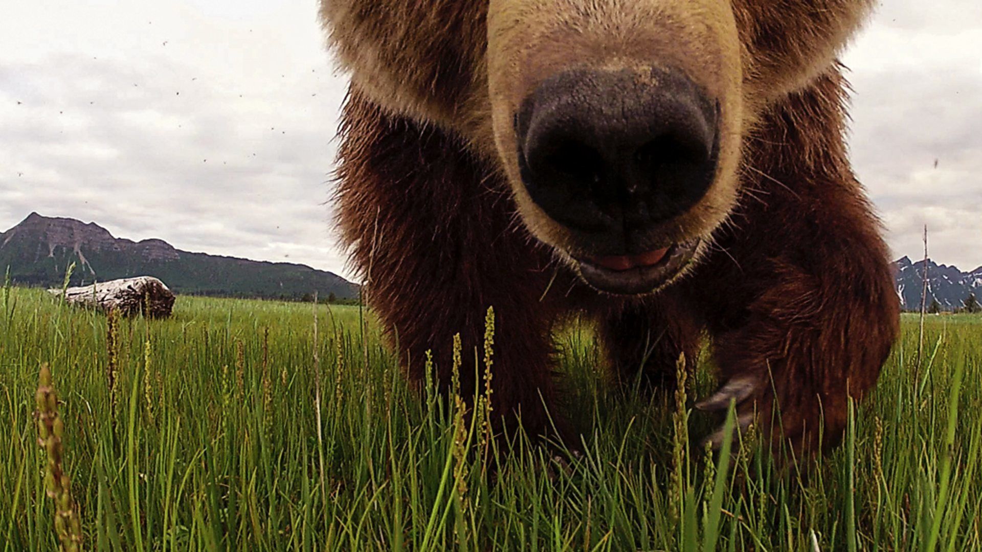 Great Bear Stakeout background
