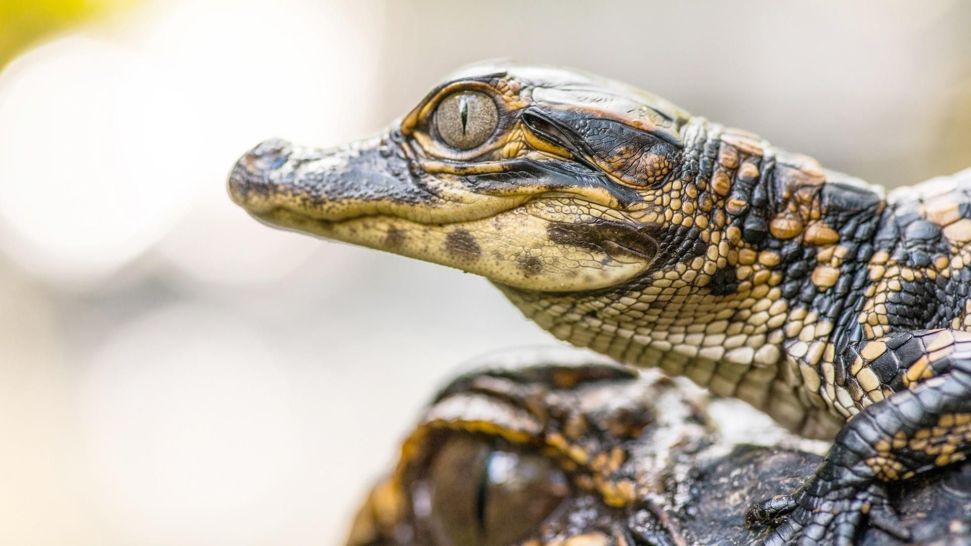 The Americas background