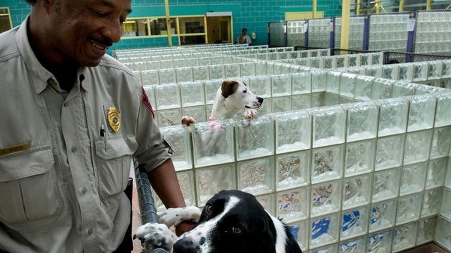 Animal Cops: Philadelphia background