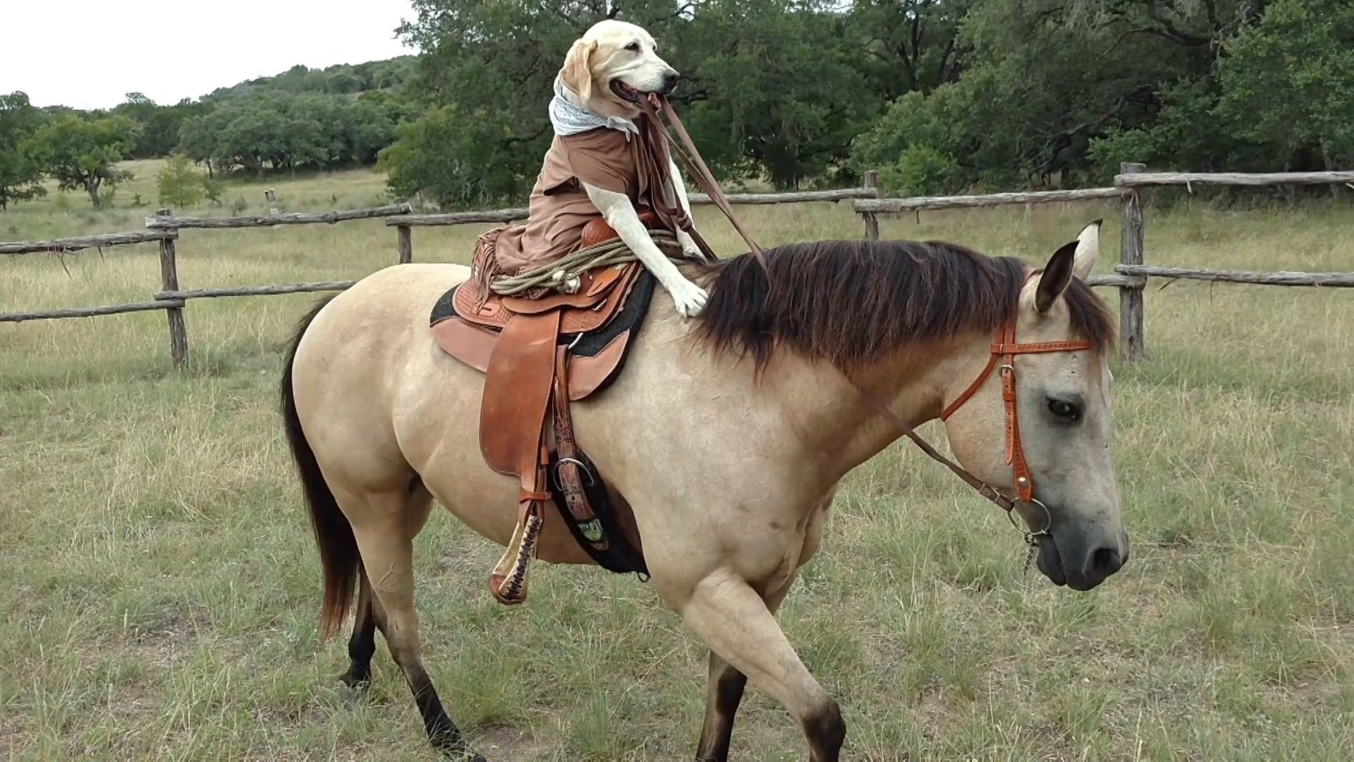 The World's Funniest Animals background