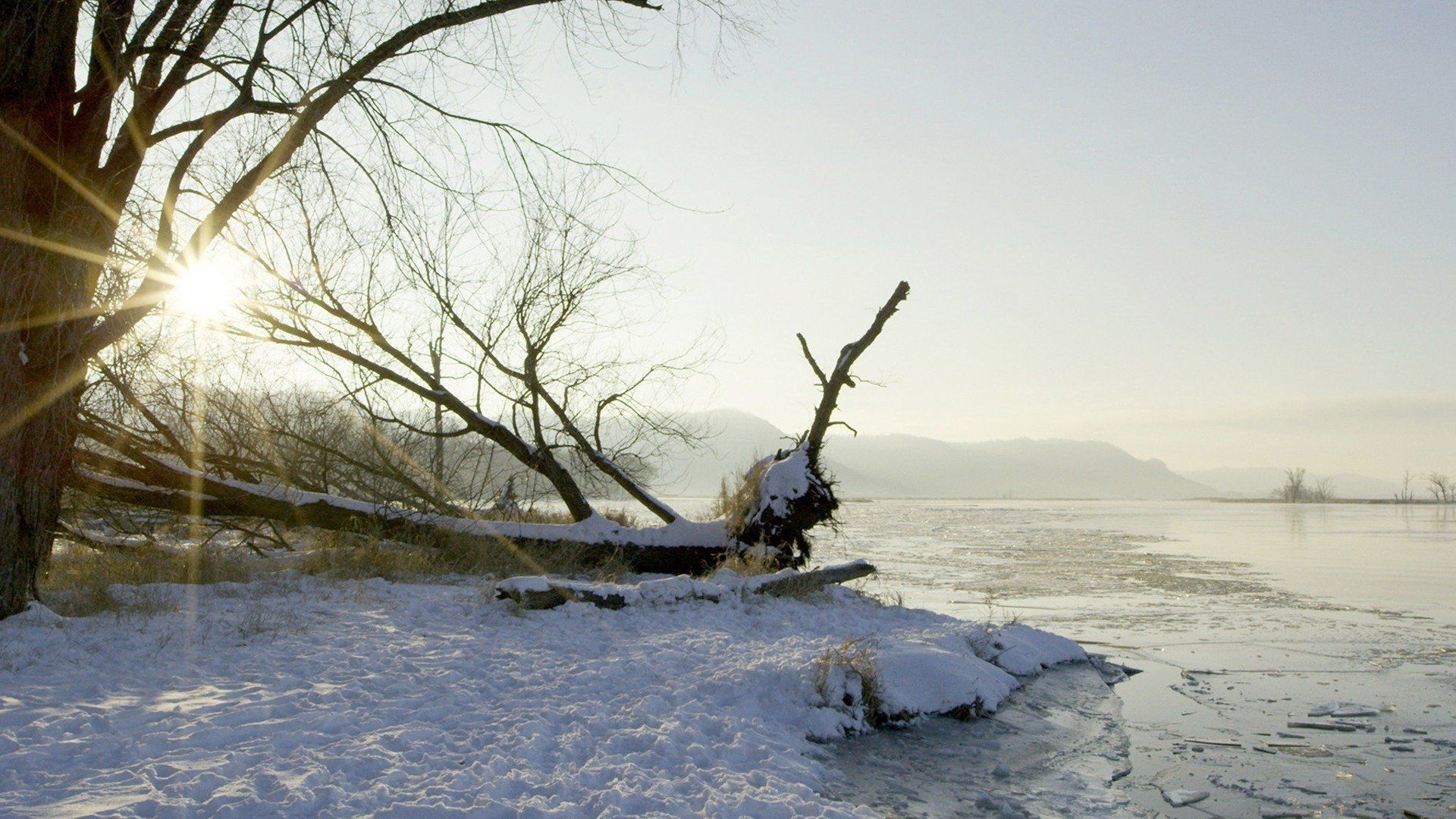 Wild Mississippi background