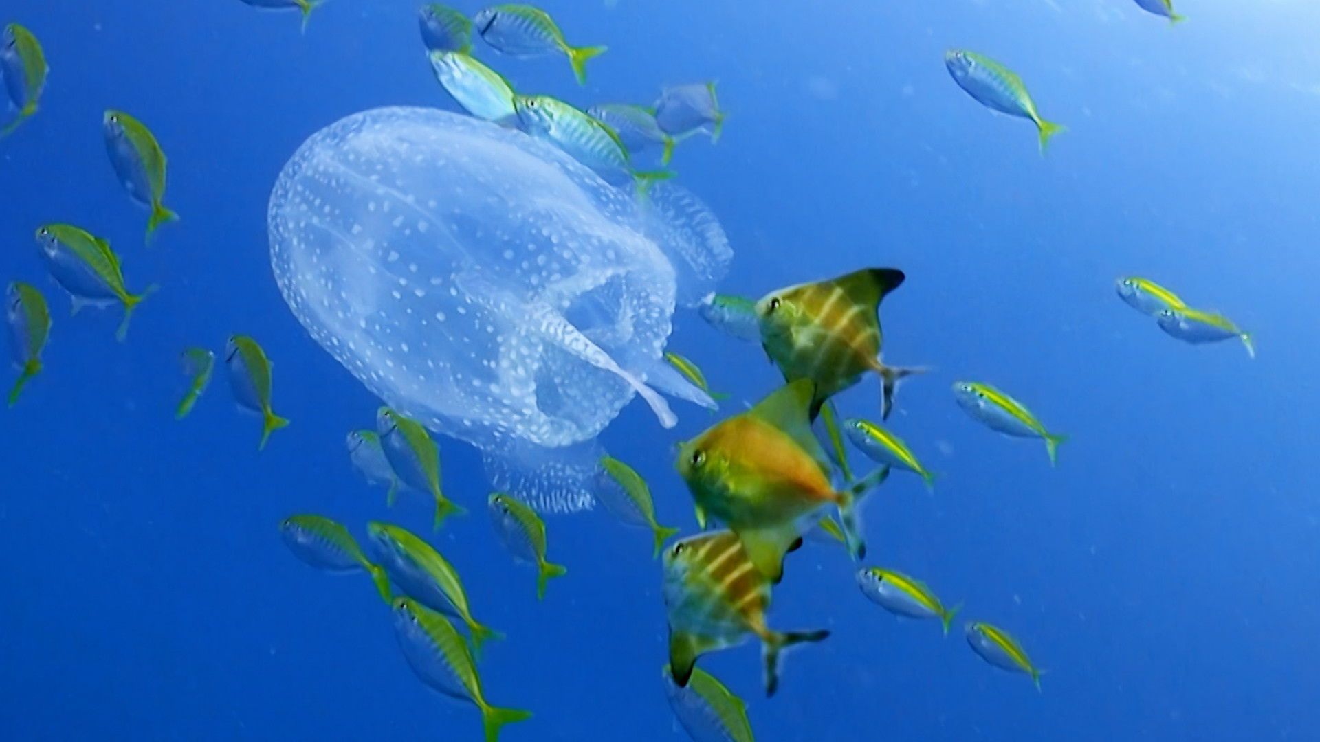 Reef School background