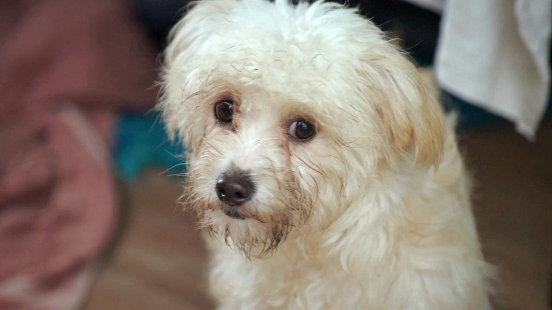 The Dog House New Zealand background