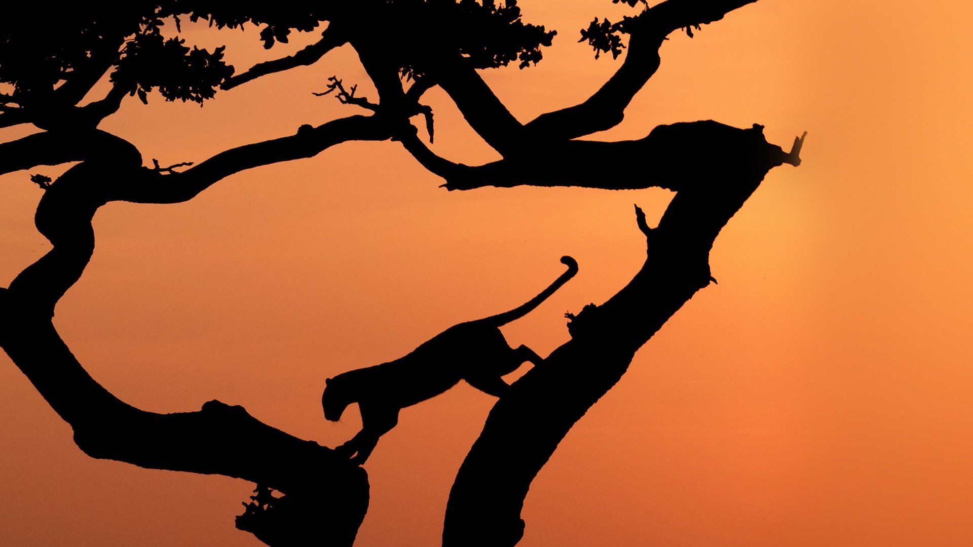 Serengeti background