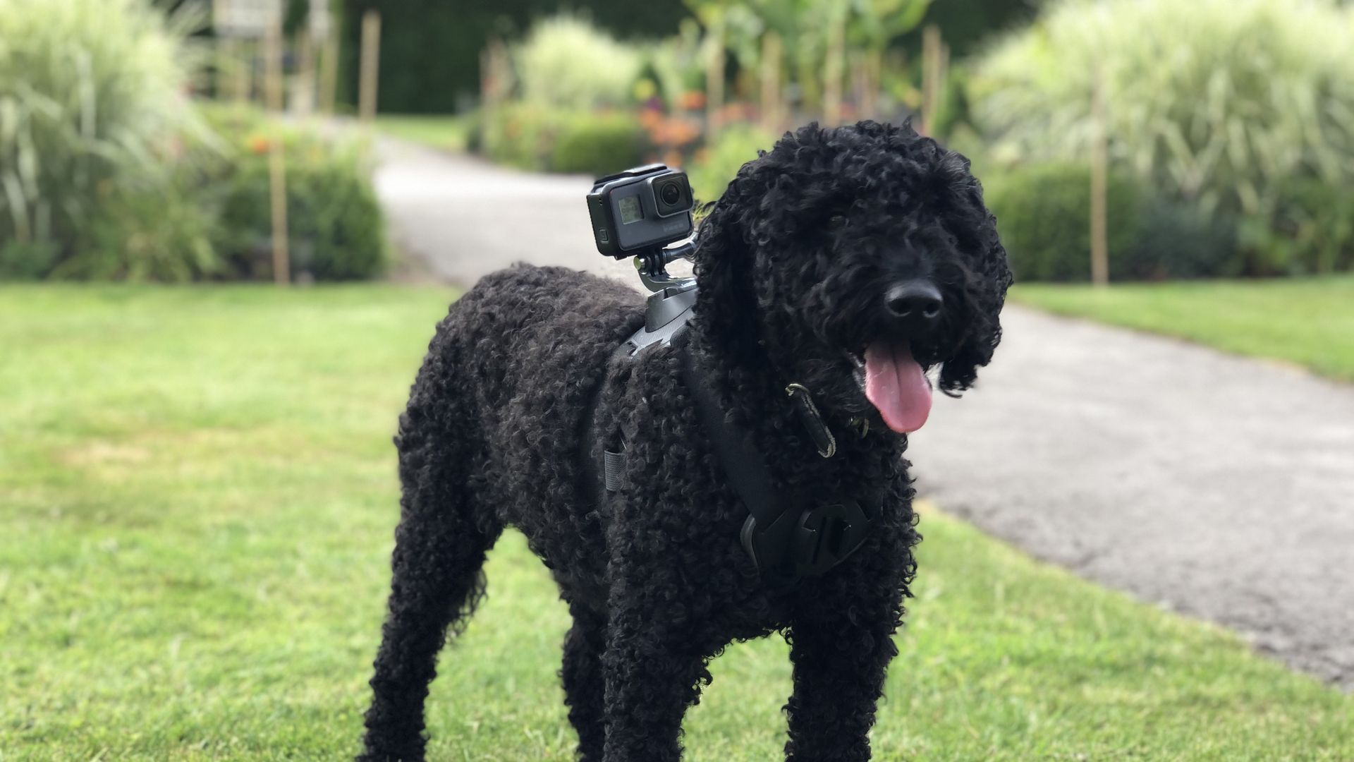 Celebrity Snoop Dogs background