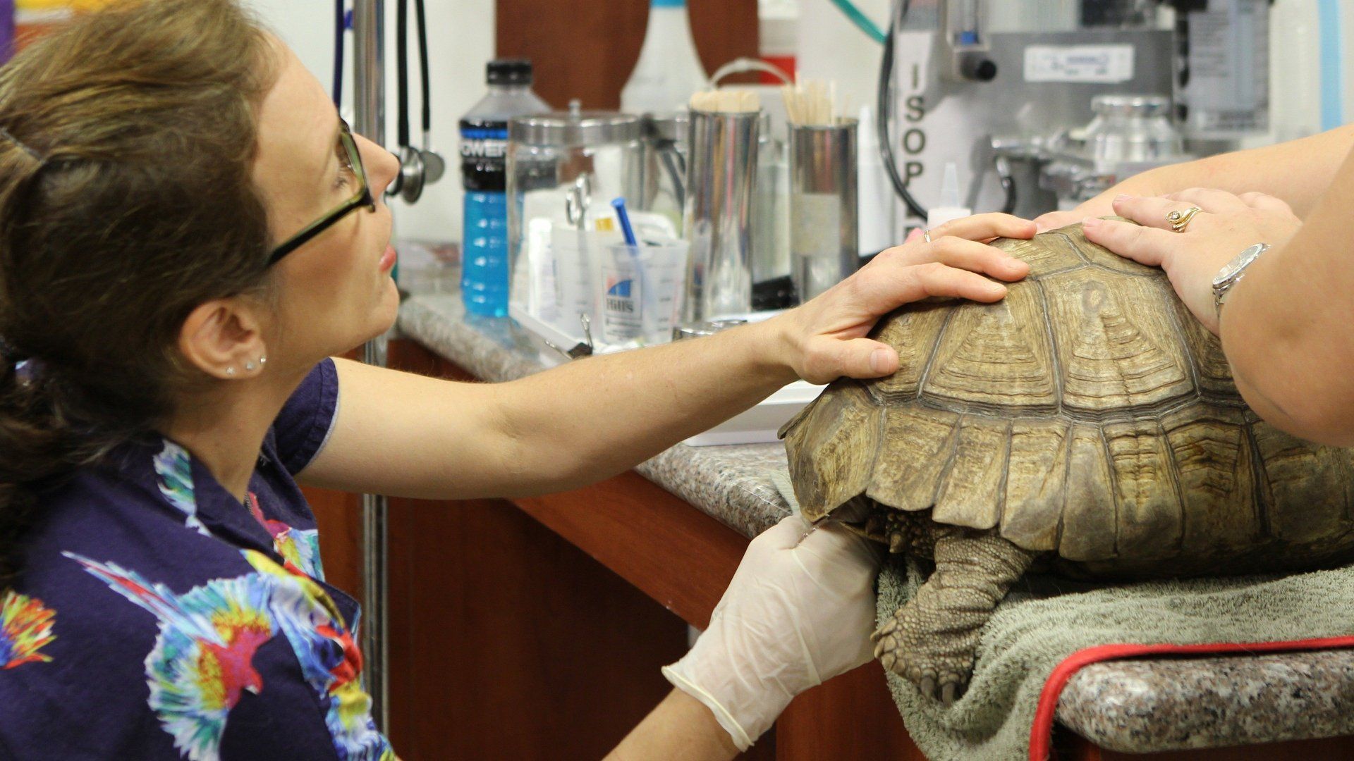 Dr K's Exotic Animal ER background