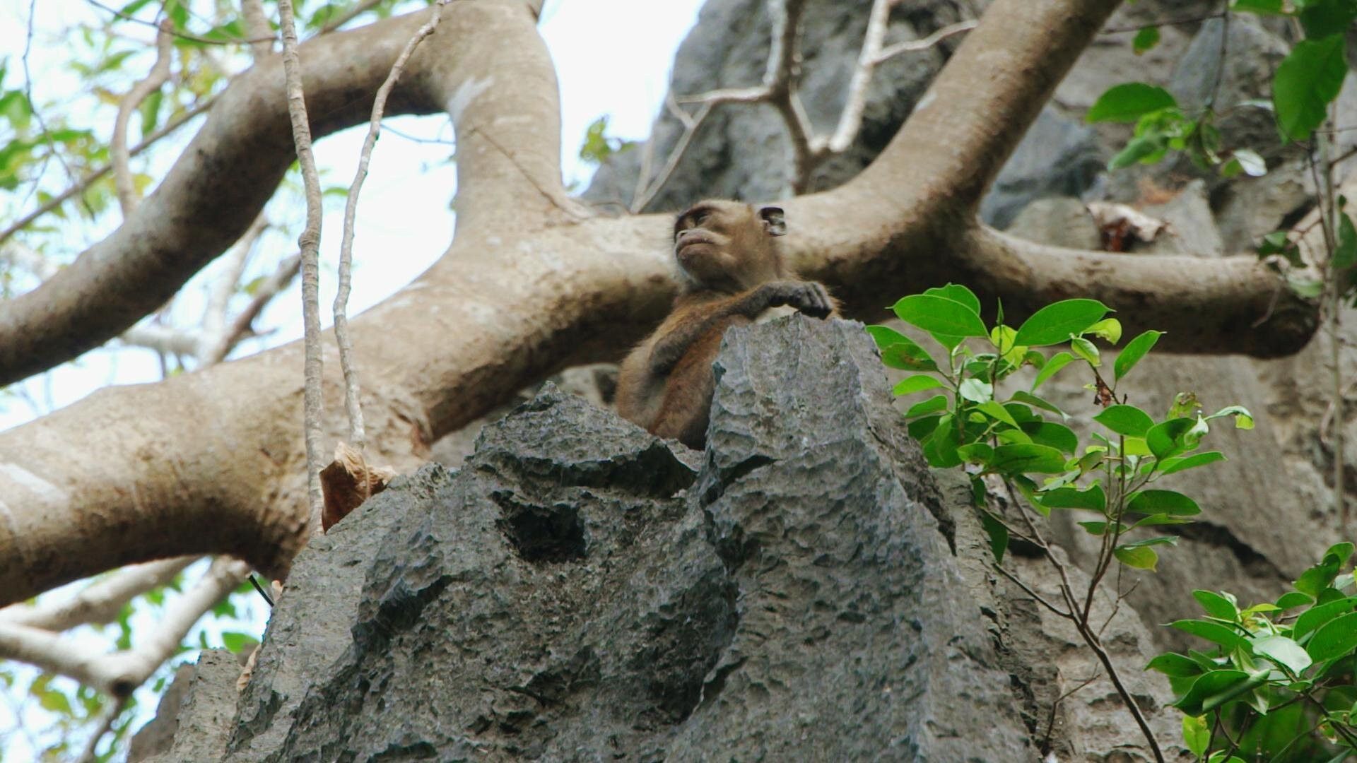 Expedition: Robinson background