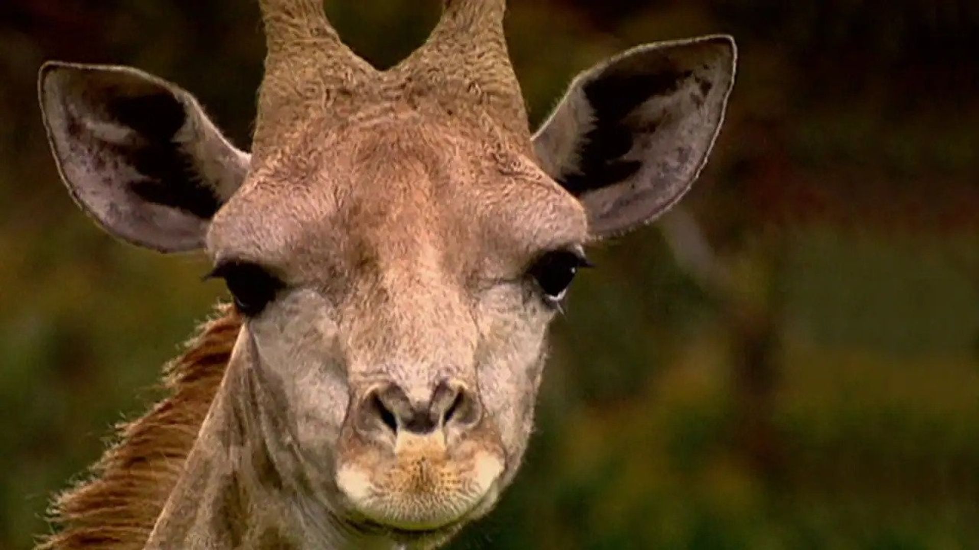 Die Sendung mit dem Elefanten background