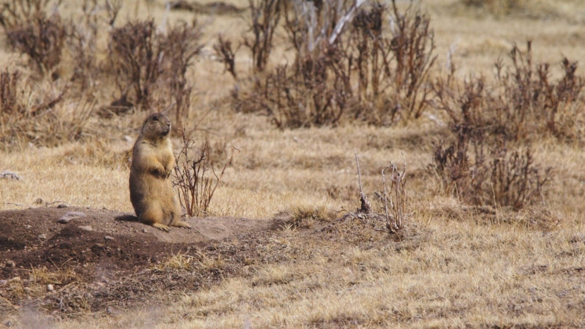 Prairie Dog Manor background