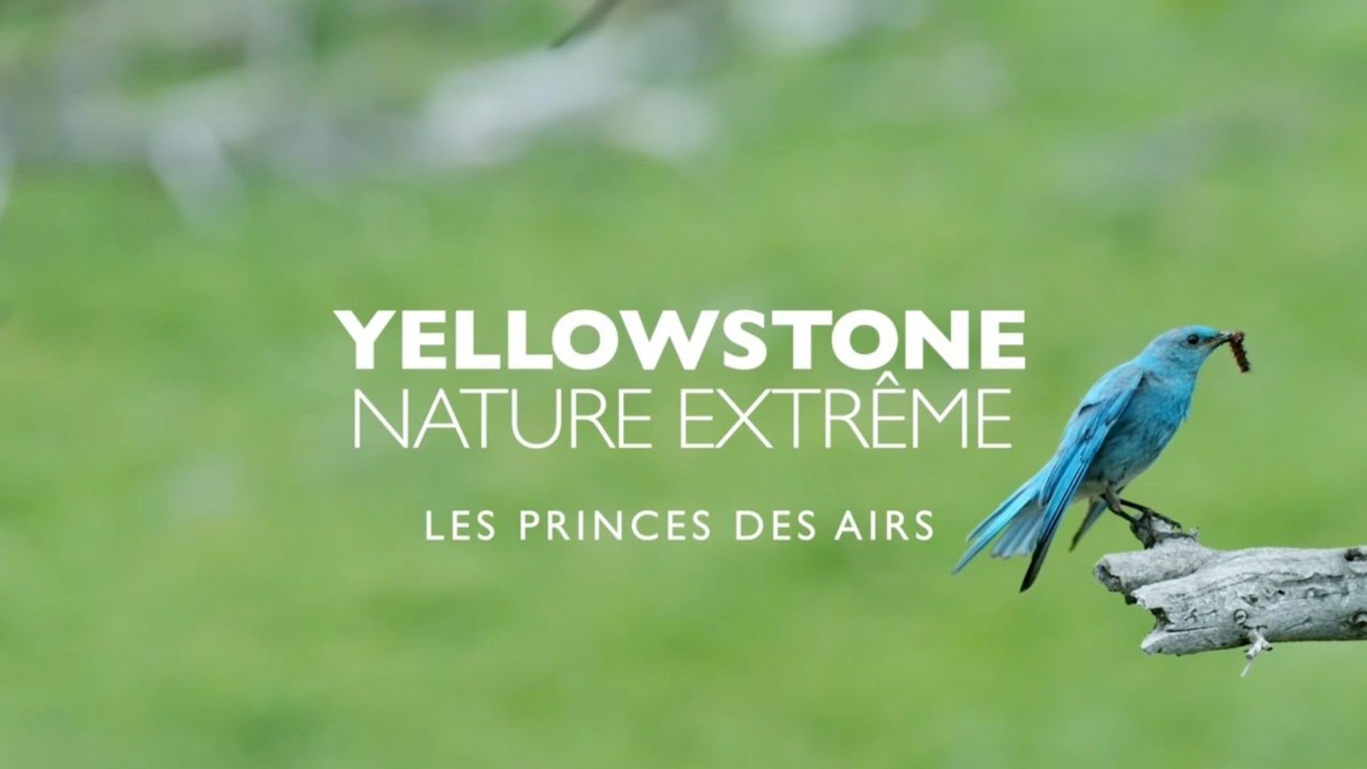Epic Yellowstone background