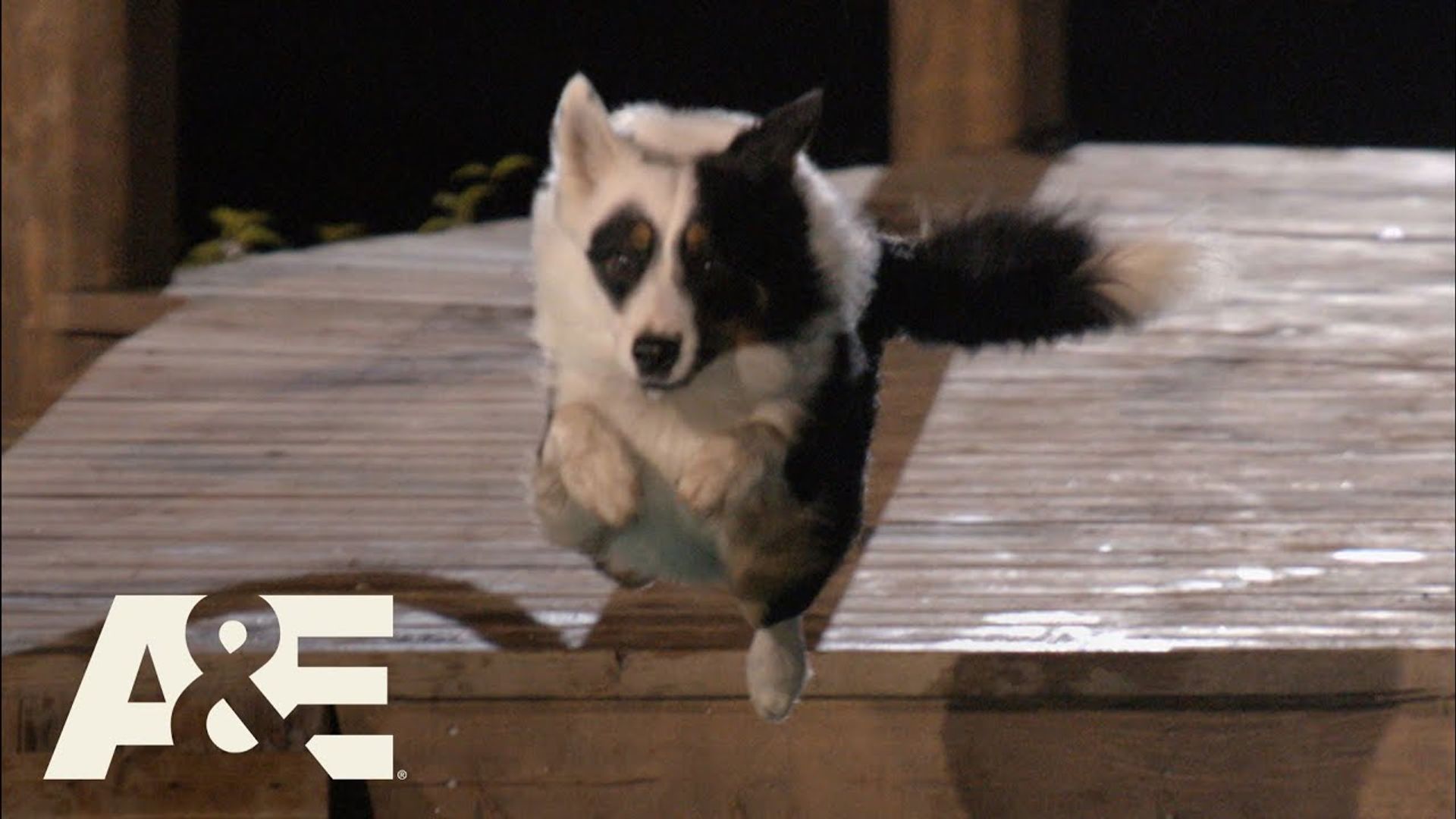 America's Top Dog background