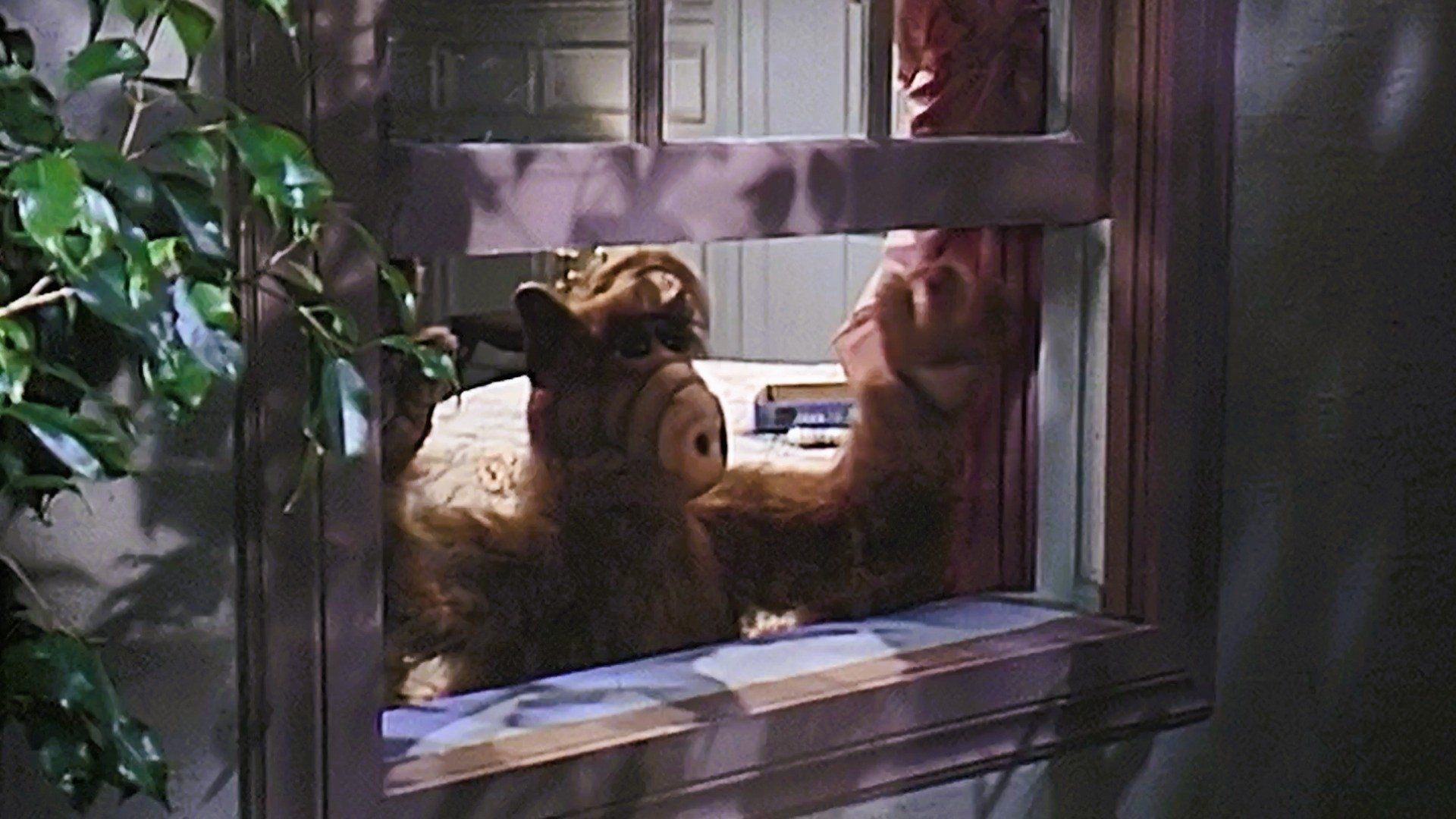 ALF background