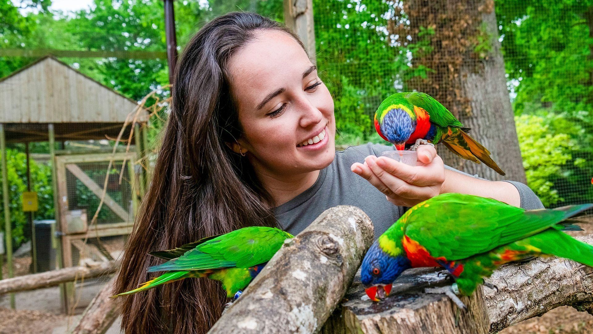 Animal Park background
