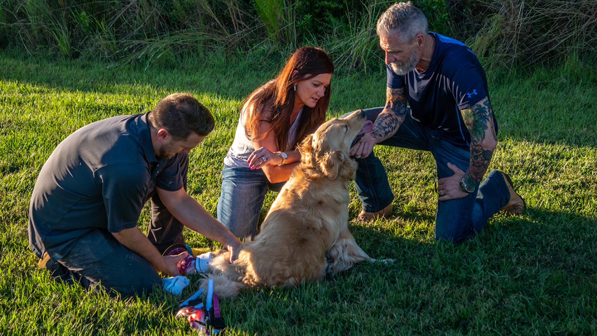 The Wizard of Paws background