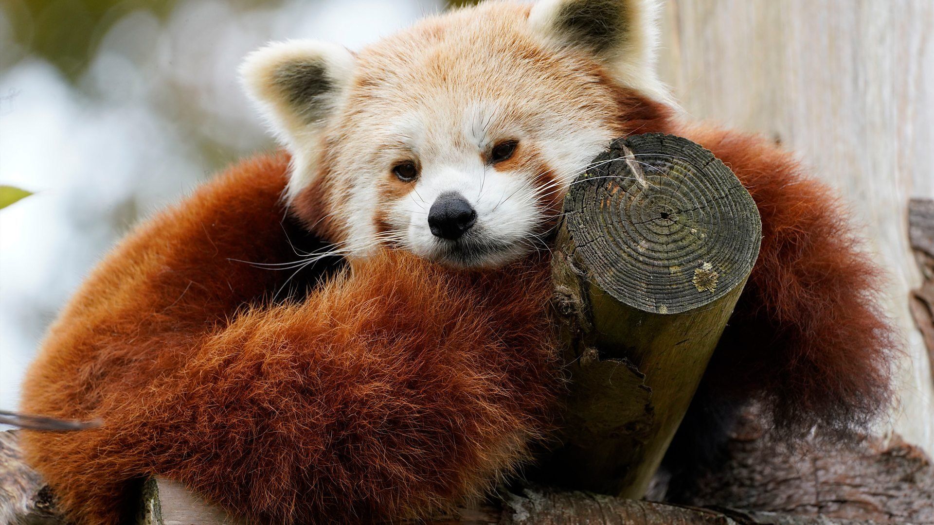 Animal Park background