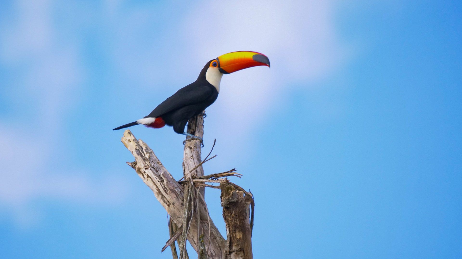 South America's Weirdest Animals background