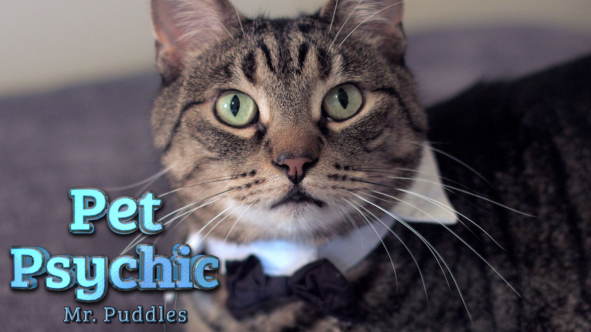 The Pet Psychic background