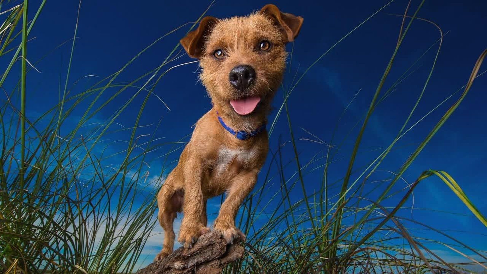 Pupparazzi background