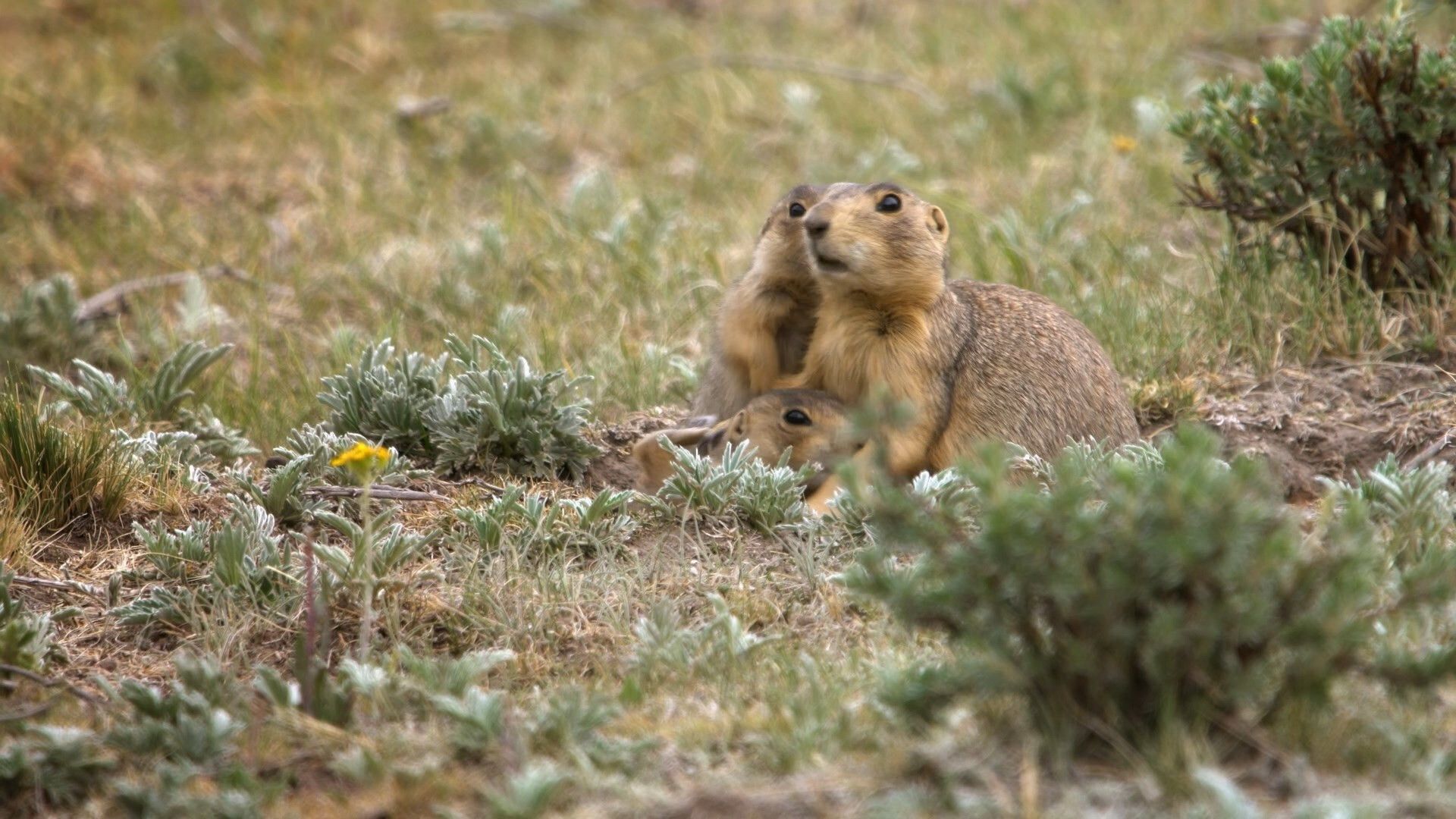 Prairie Dog Manor background