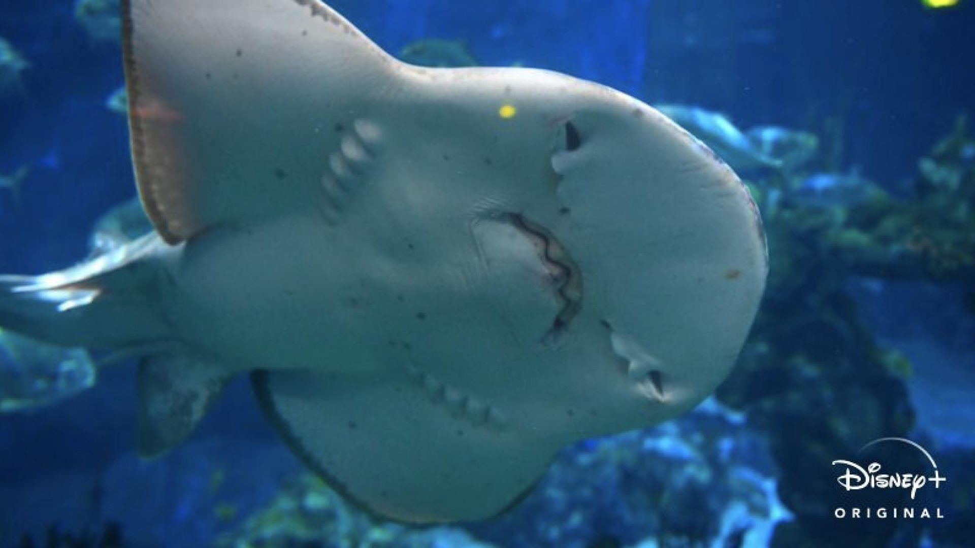 Magic of Disney's Animal Kingdom background