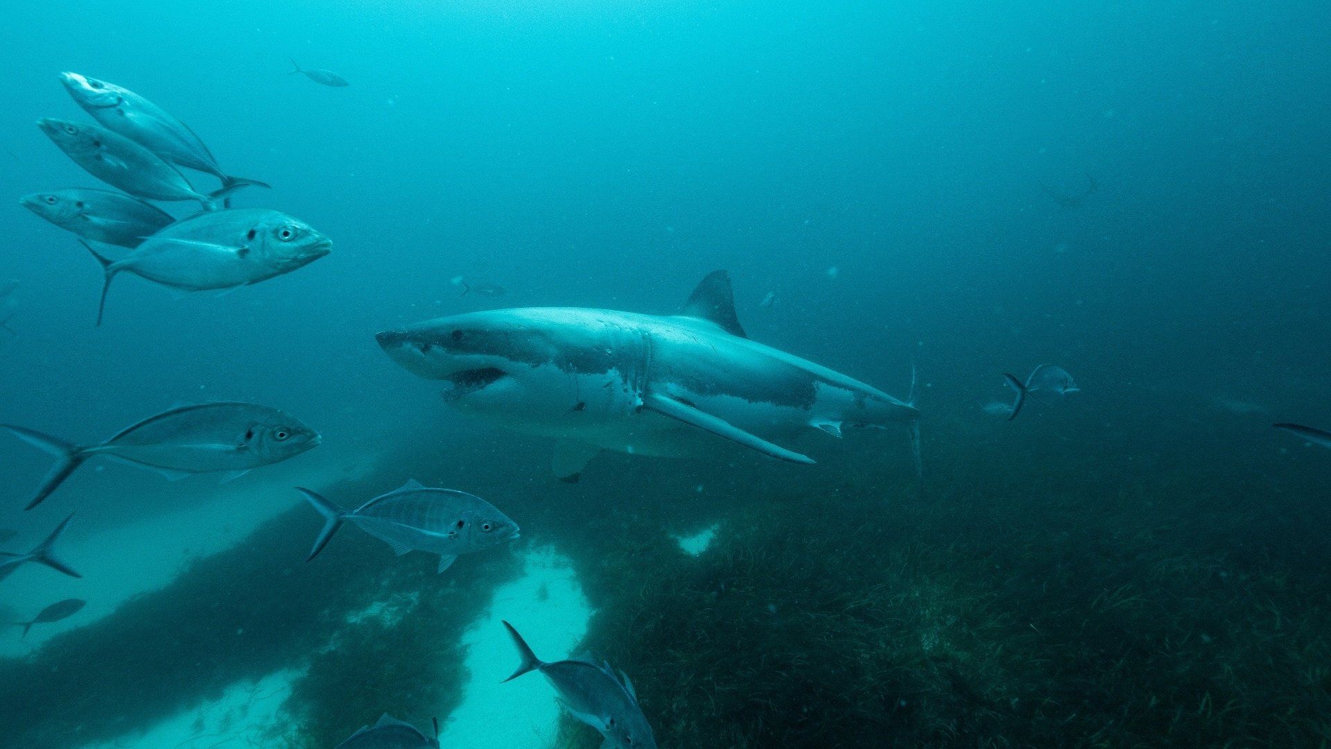 Super Shark Highway background
