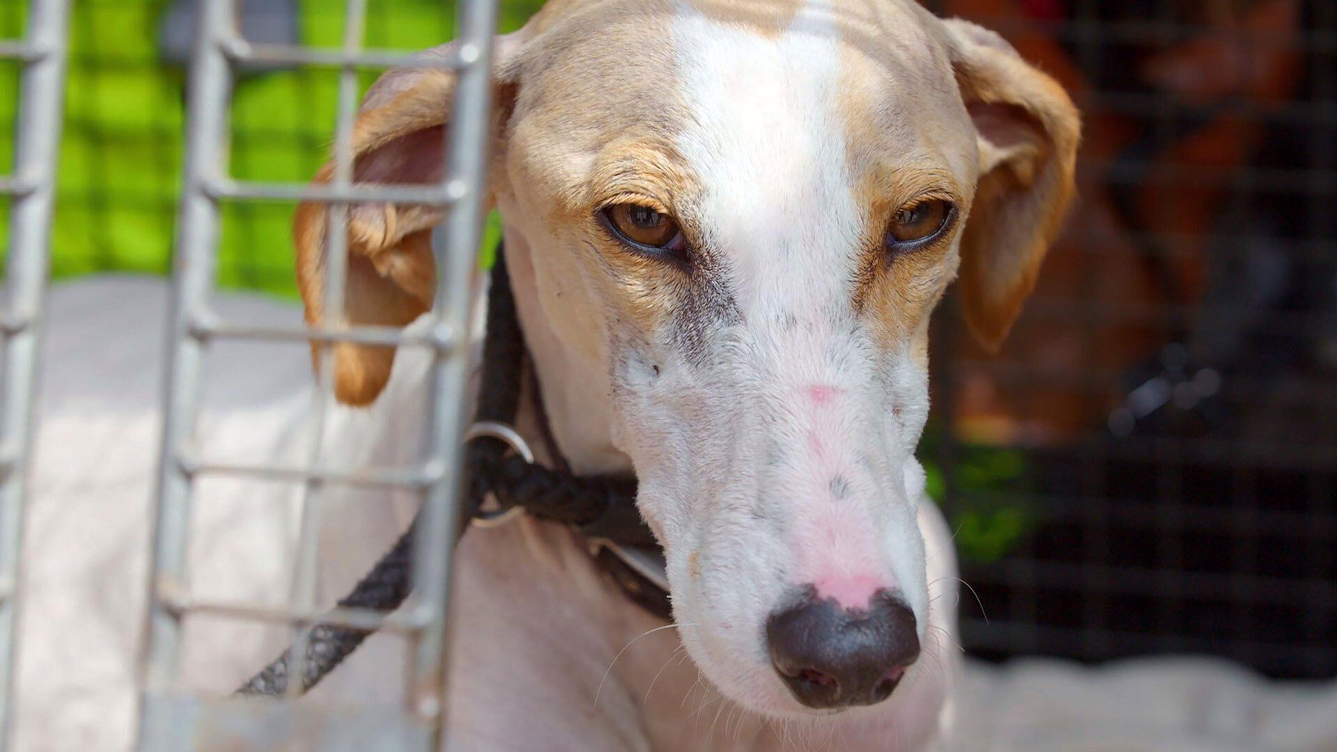 The Dog House background