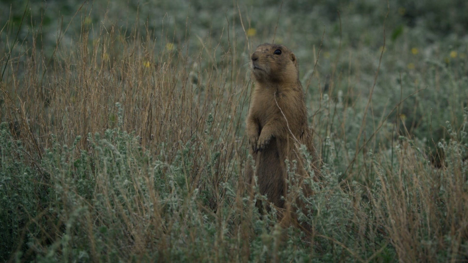 Prairie Dog Manor background