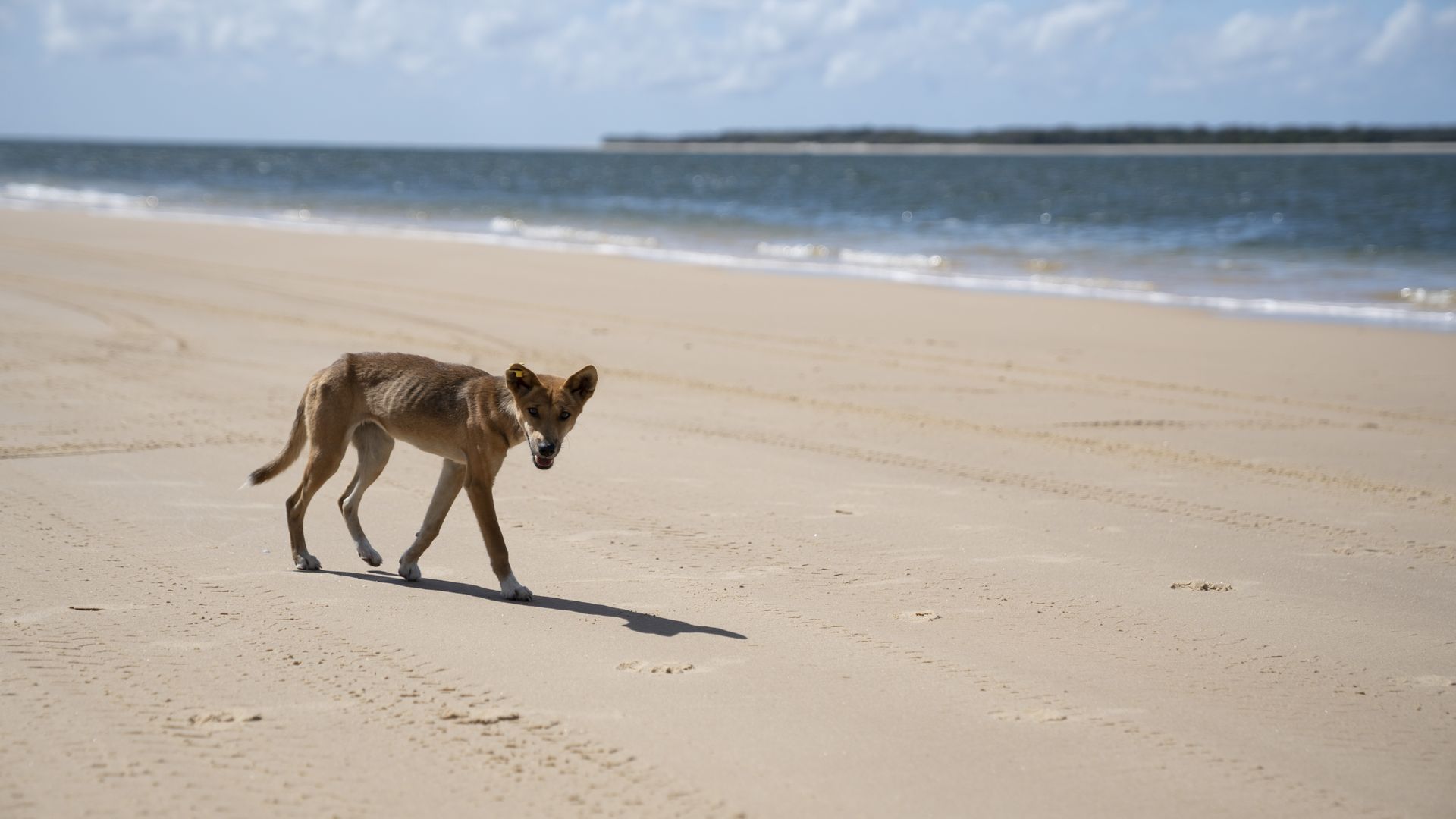 Built to Survive background